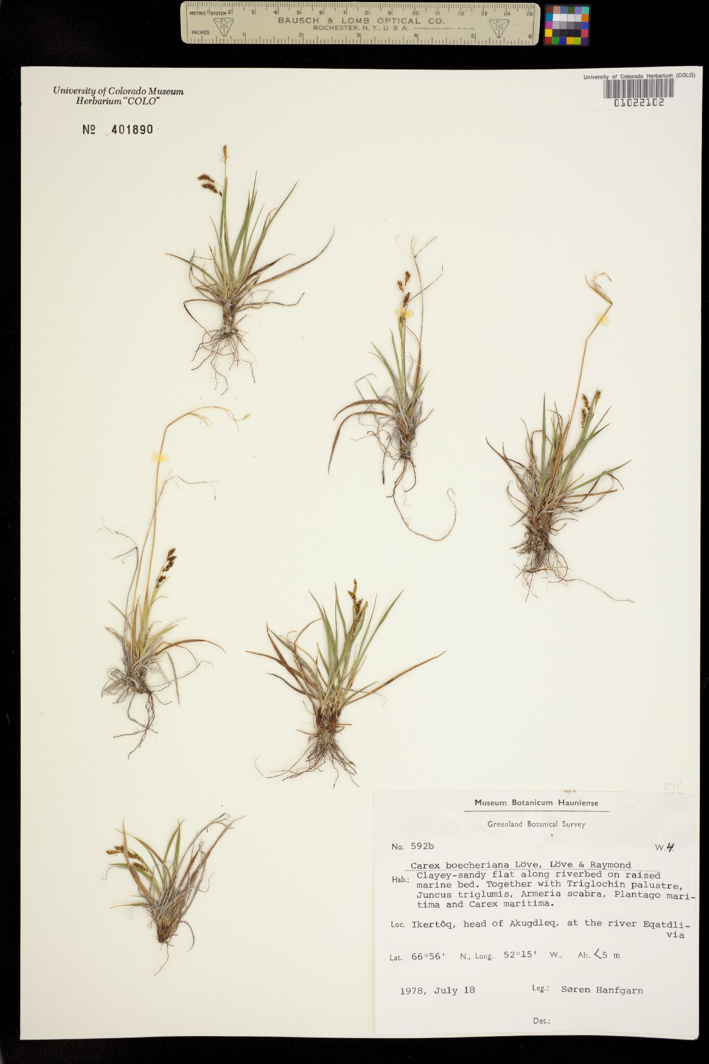 Carex capillaris image