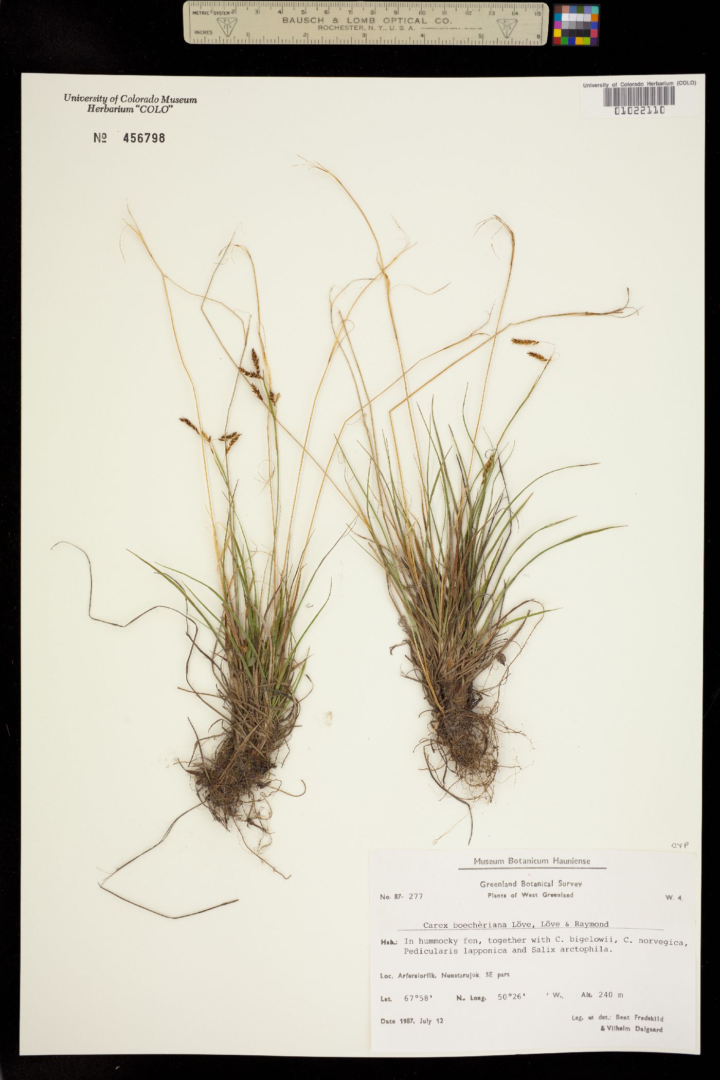 Carex capillaris image