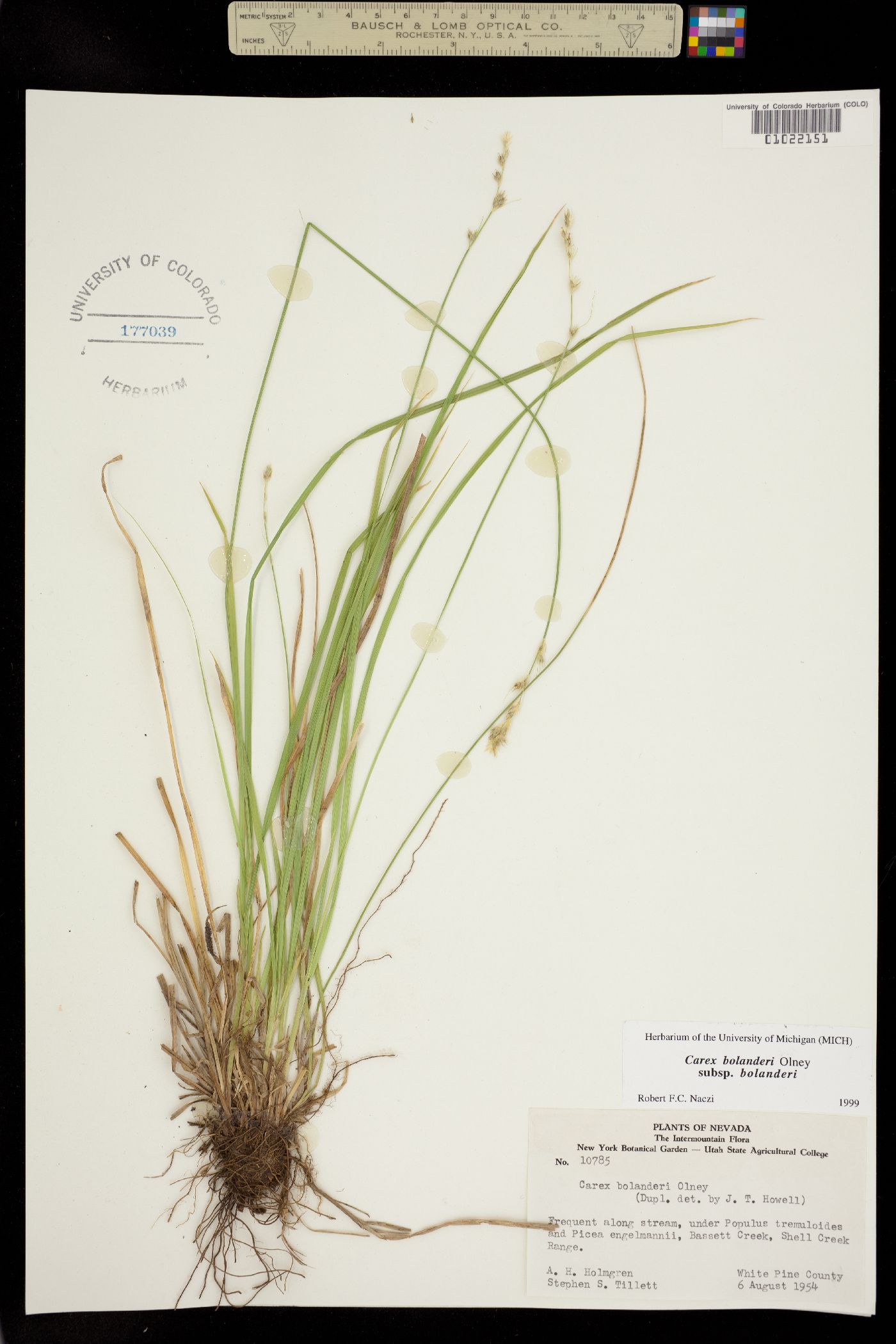 Carex bolanderi image