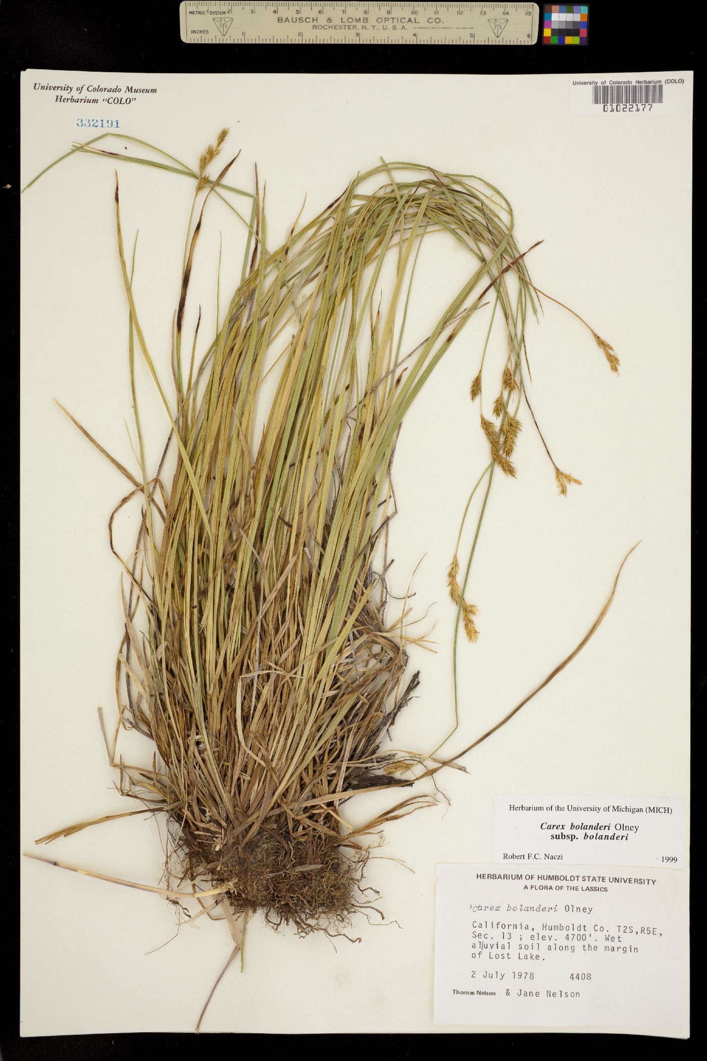 Carex bolanderi image