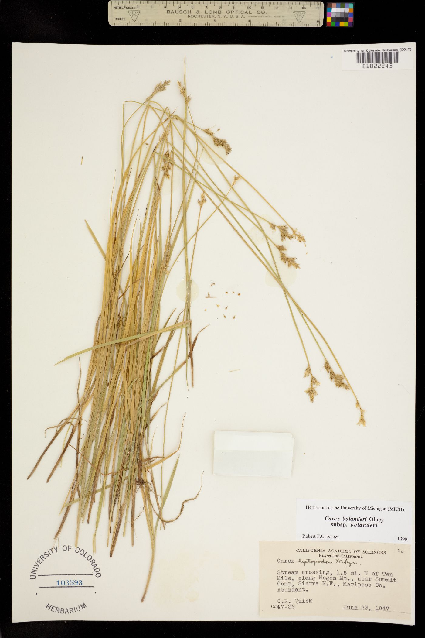 Carex bolanderi image