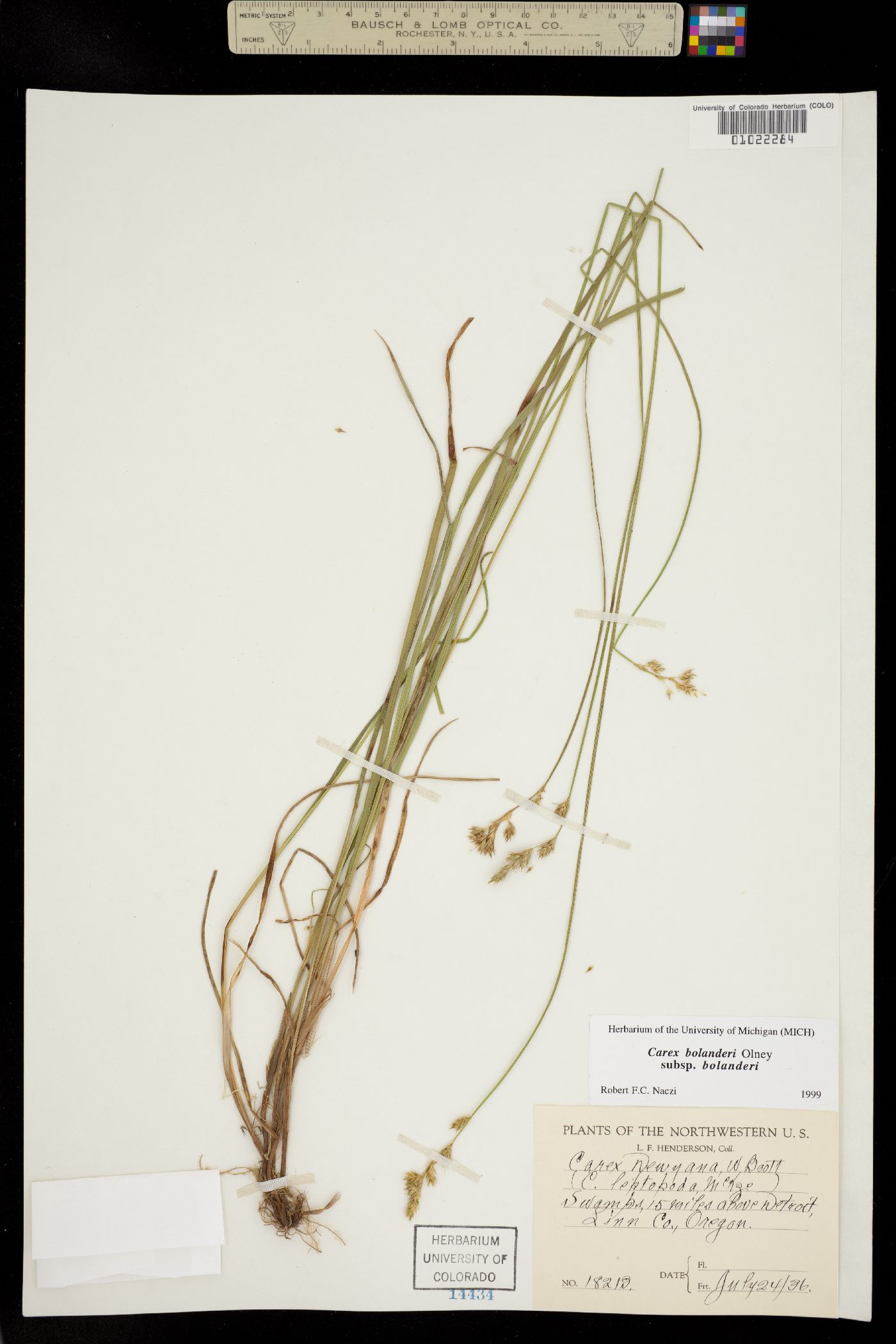 Carex bolanderi image