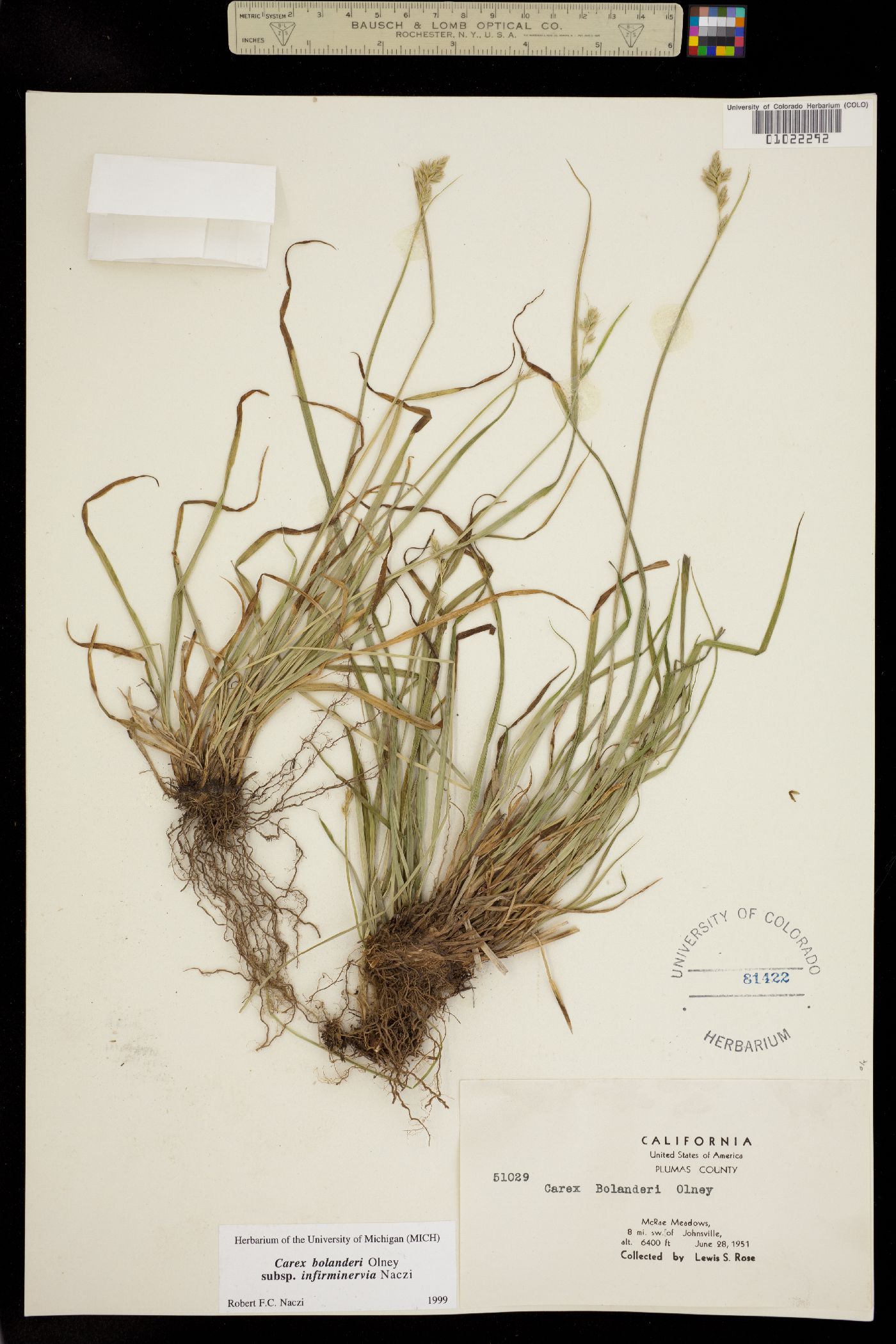 Carex bolanderi image
