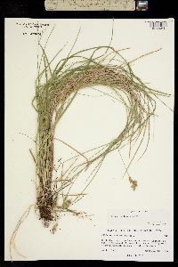 Image of Carex bonplandii