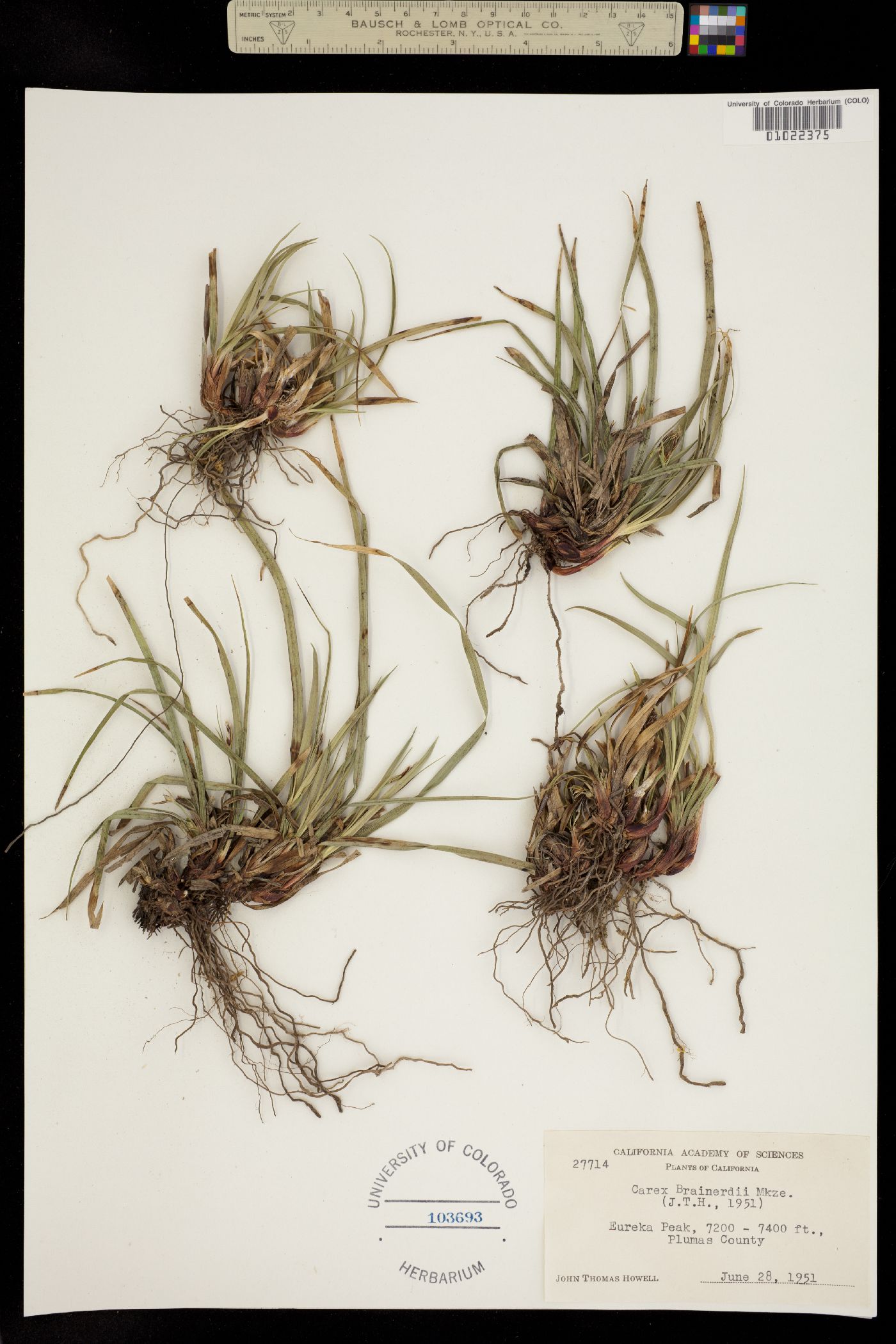 Carex brainerdii image