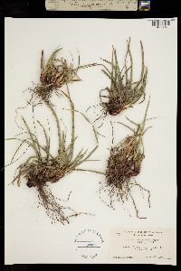 Image of Carex brainerdii