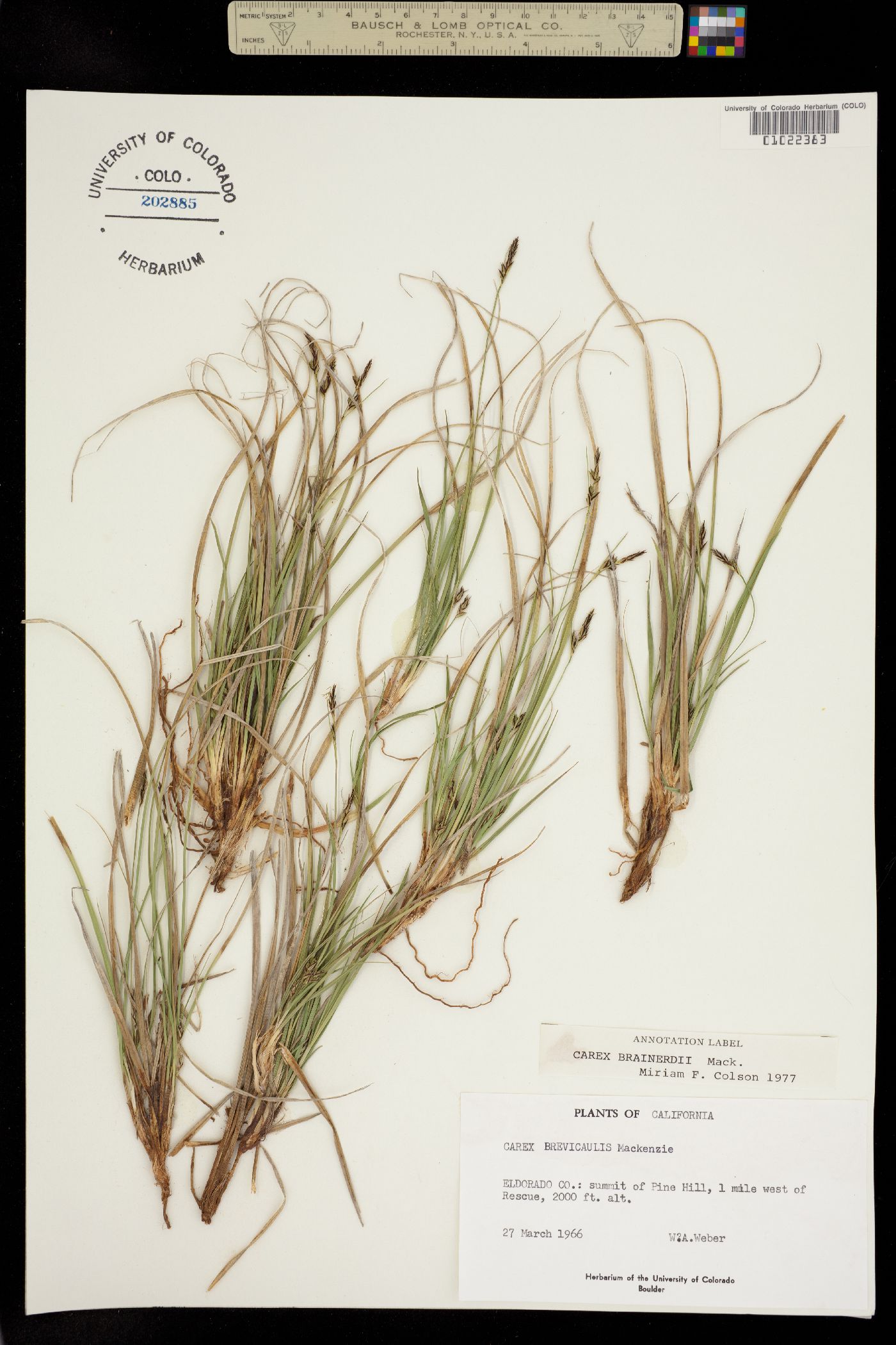 Carex brainerdii image