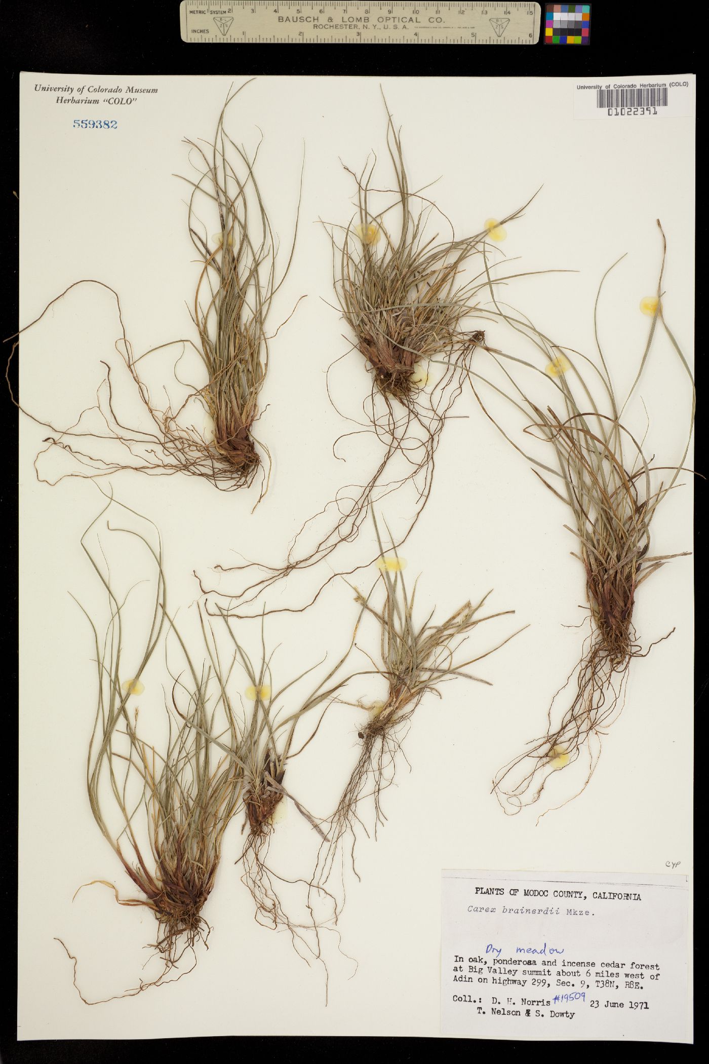 Carex brainerdii image