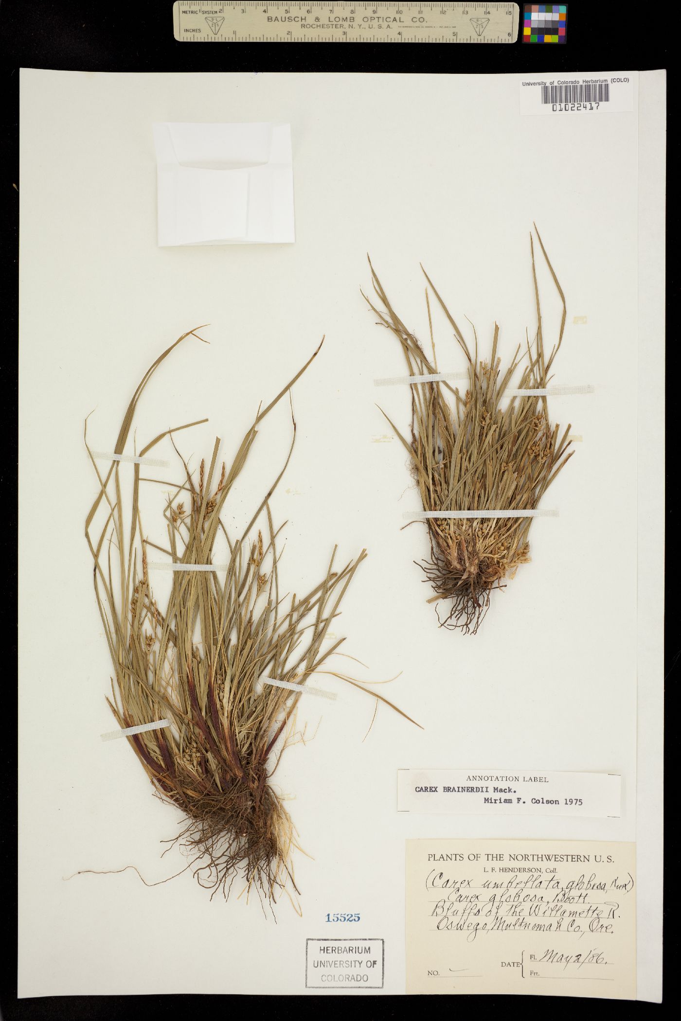 Carex brainerdii image