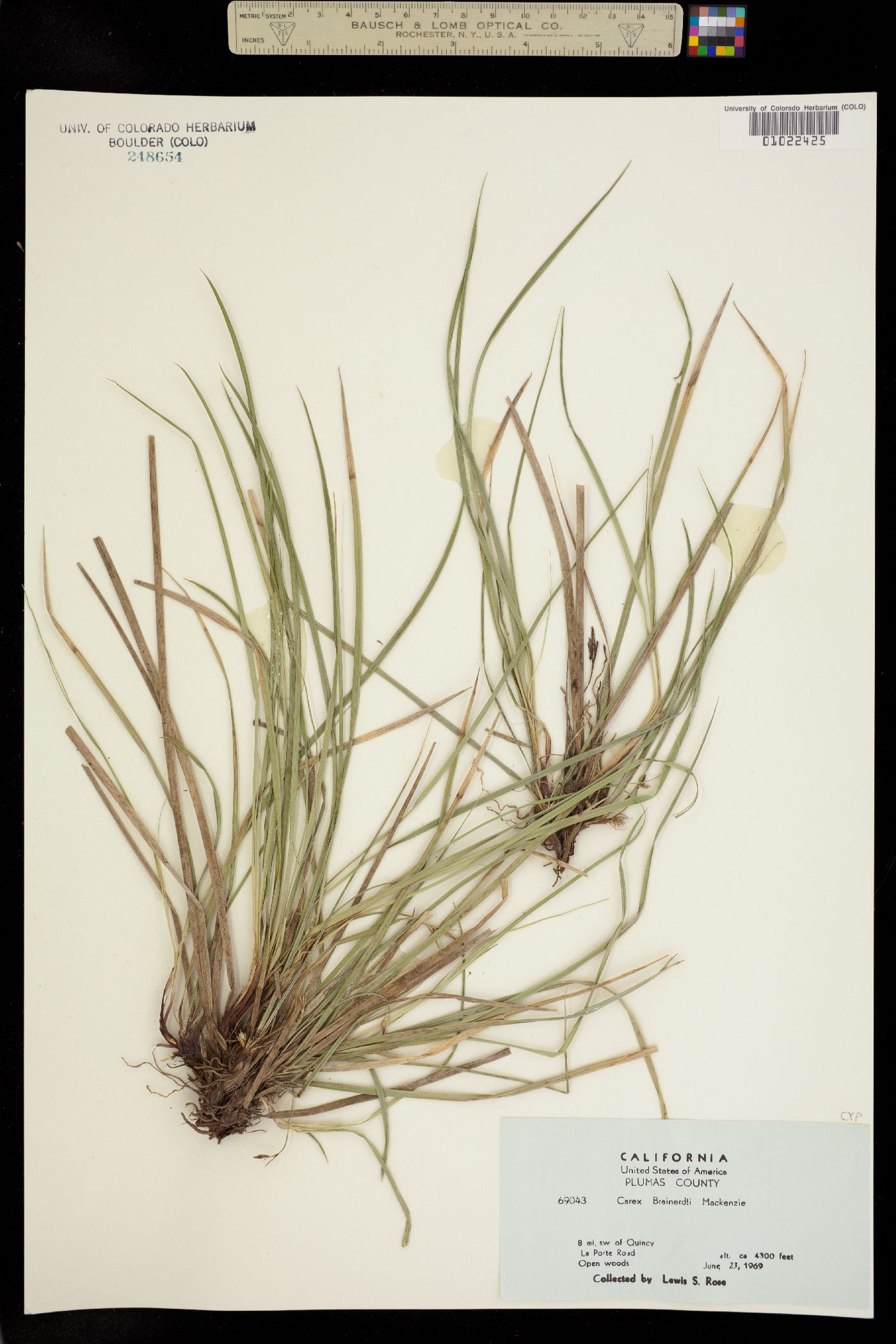 Carex brainerdii image