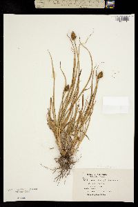 Image of Carex densa