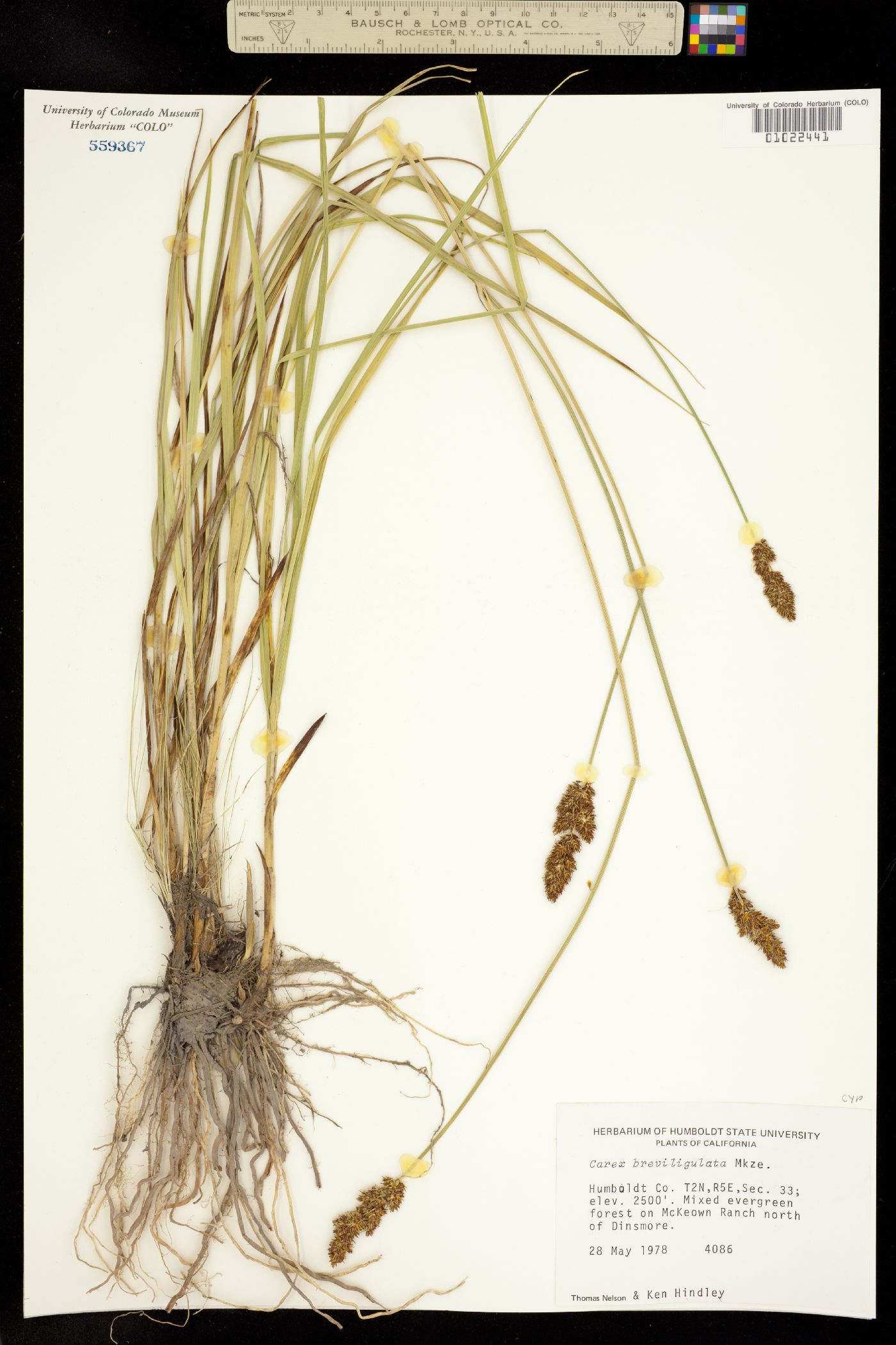 Carex breviligulata image