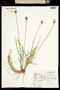 Carex brevior image