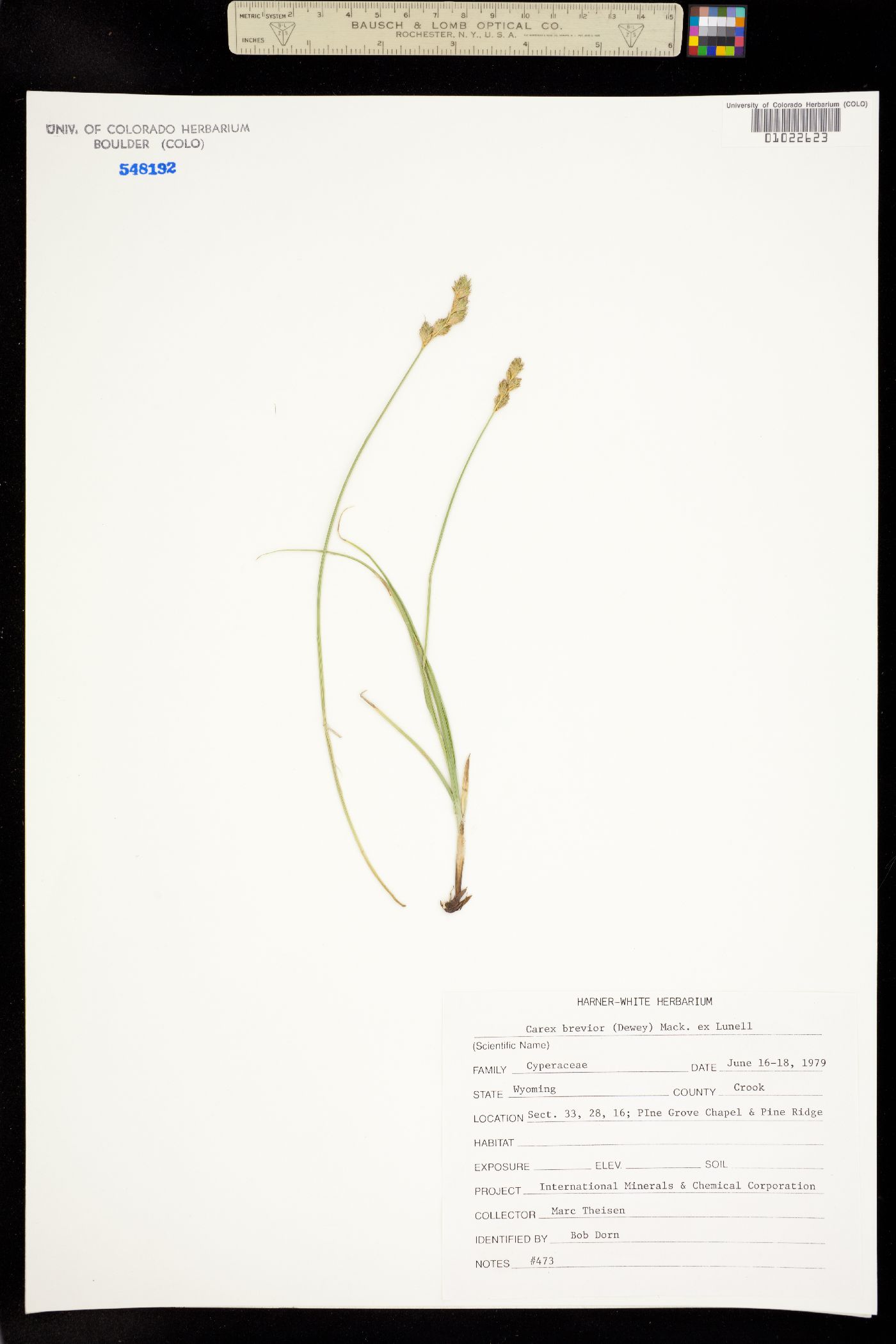 Carex brevior image