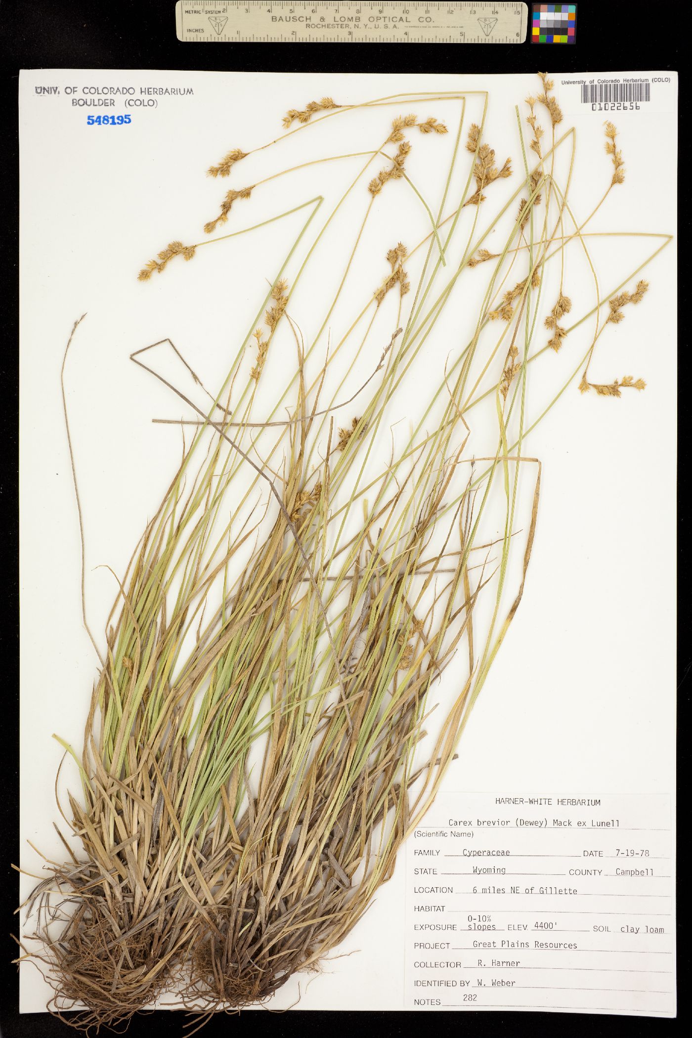 Carex brevior image