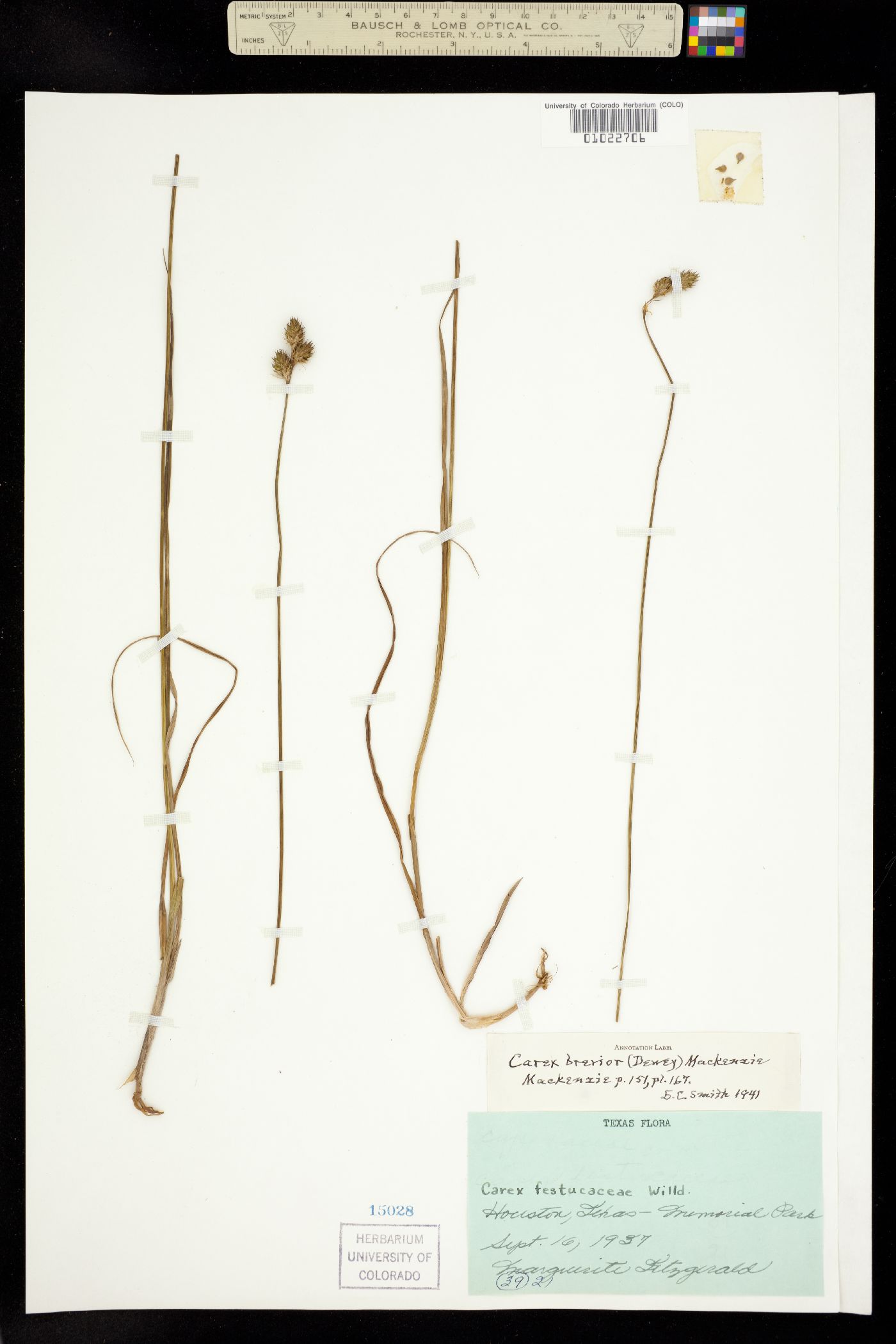 Carex brevior image