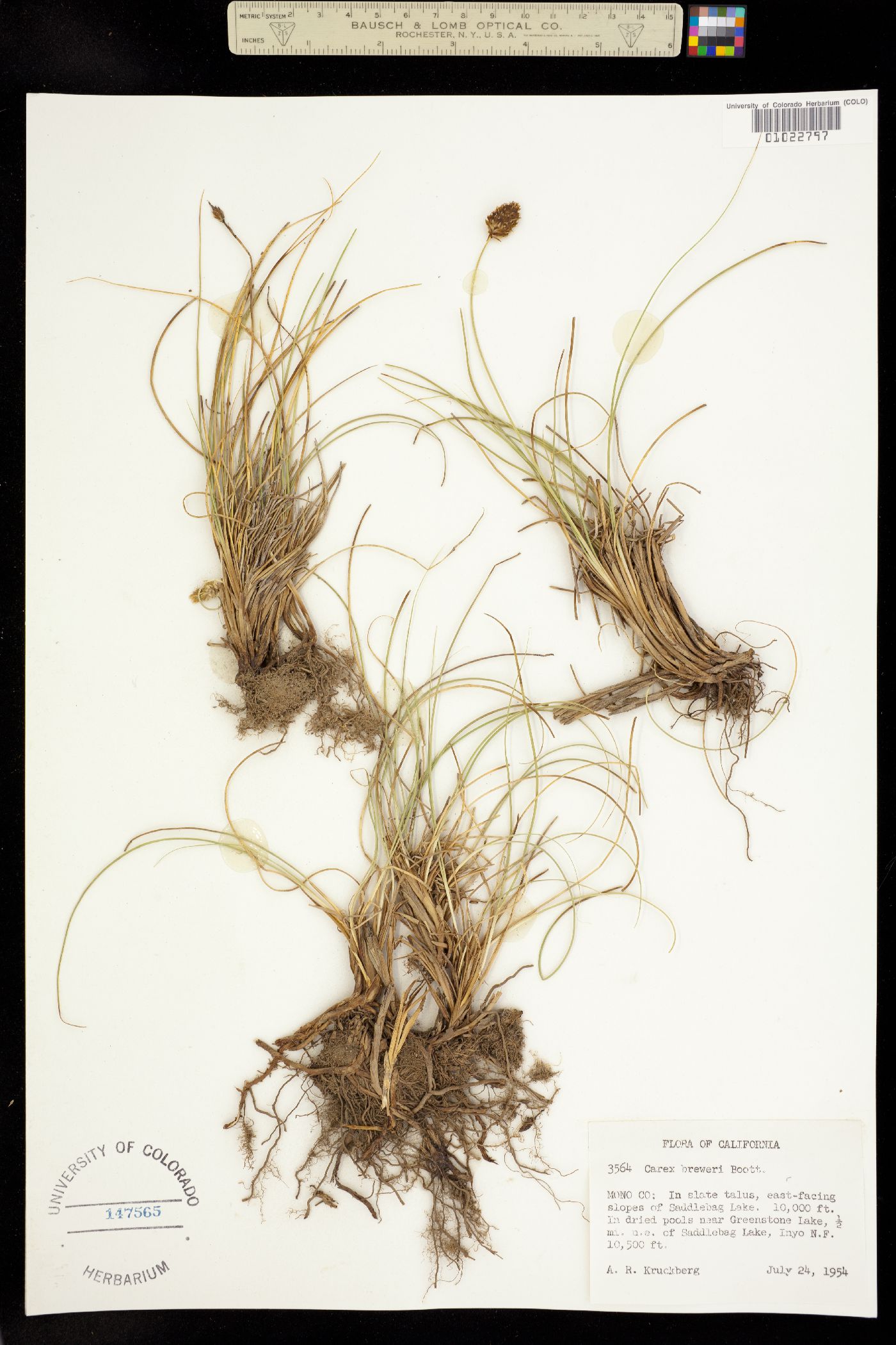 Carex breweri image