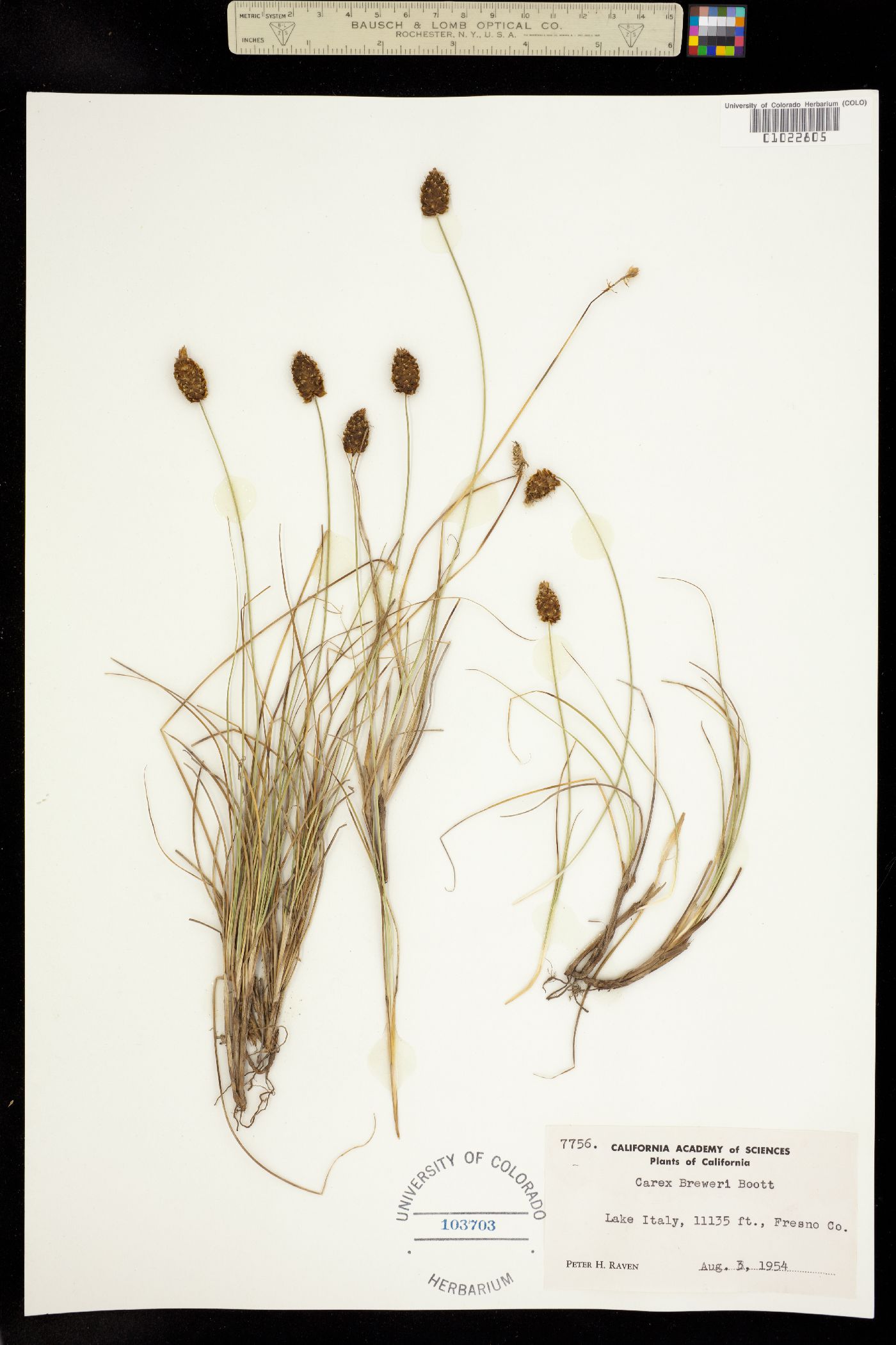 Carex breweri image