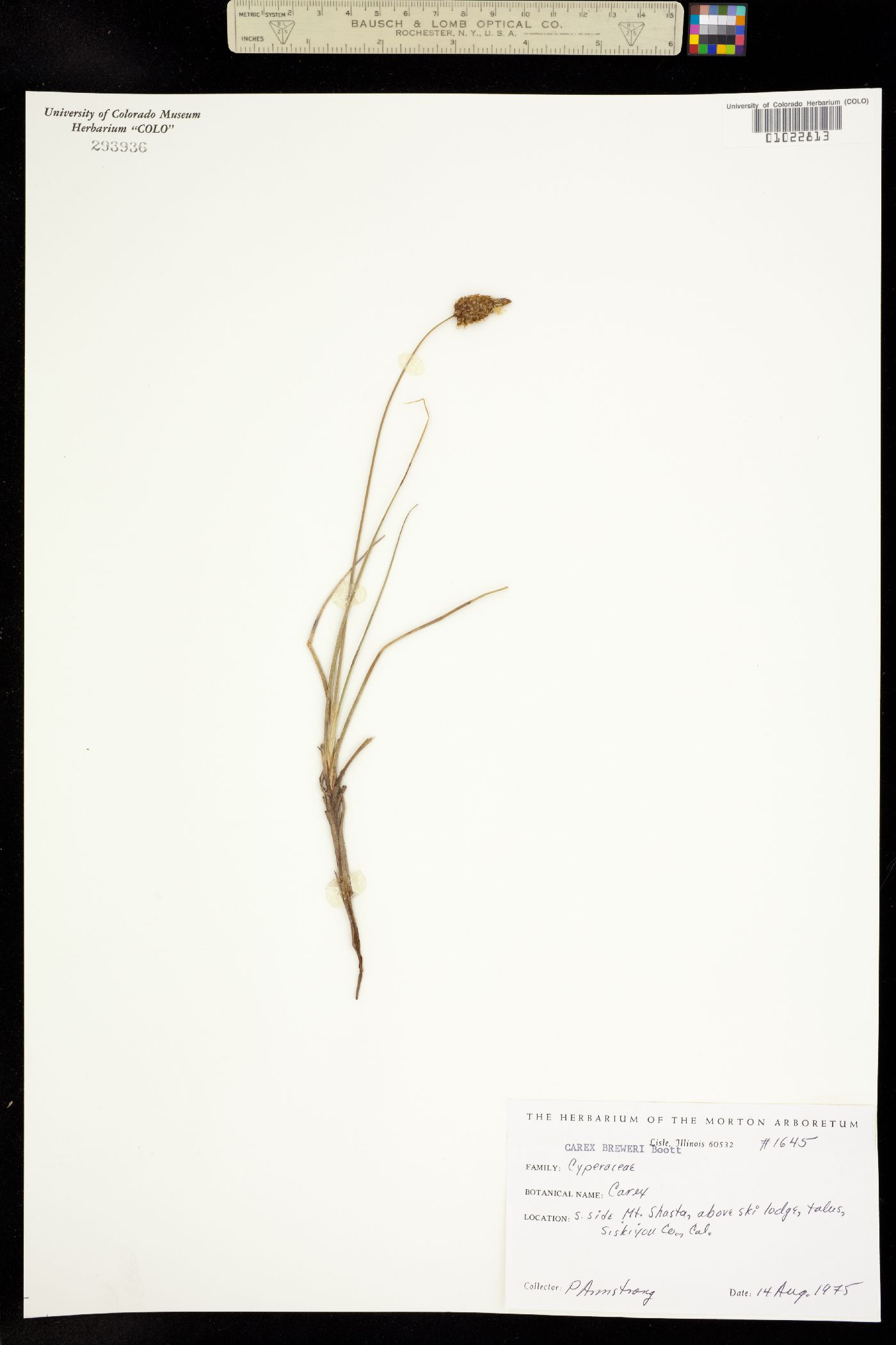Carex breweri image