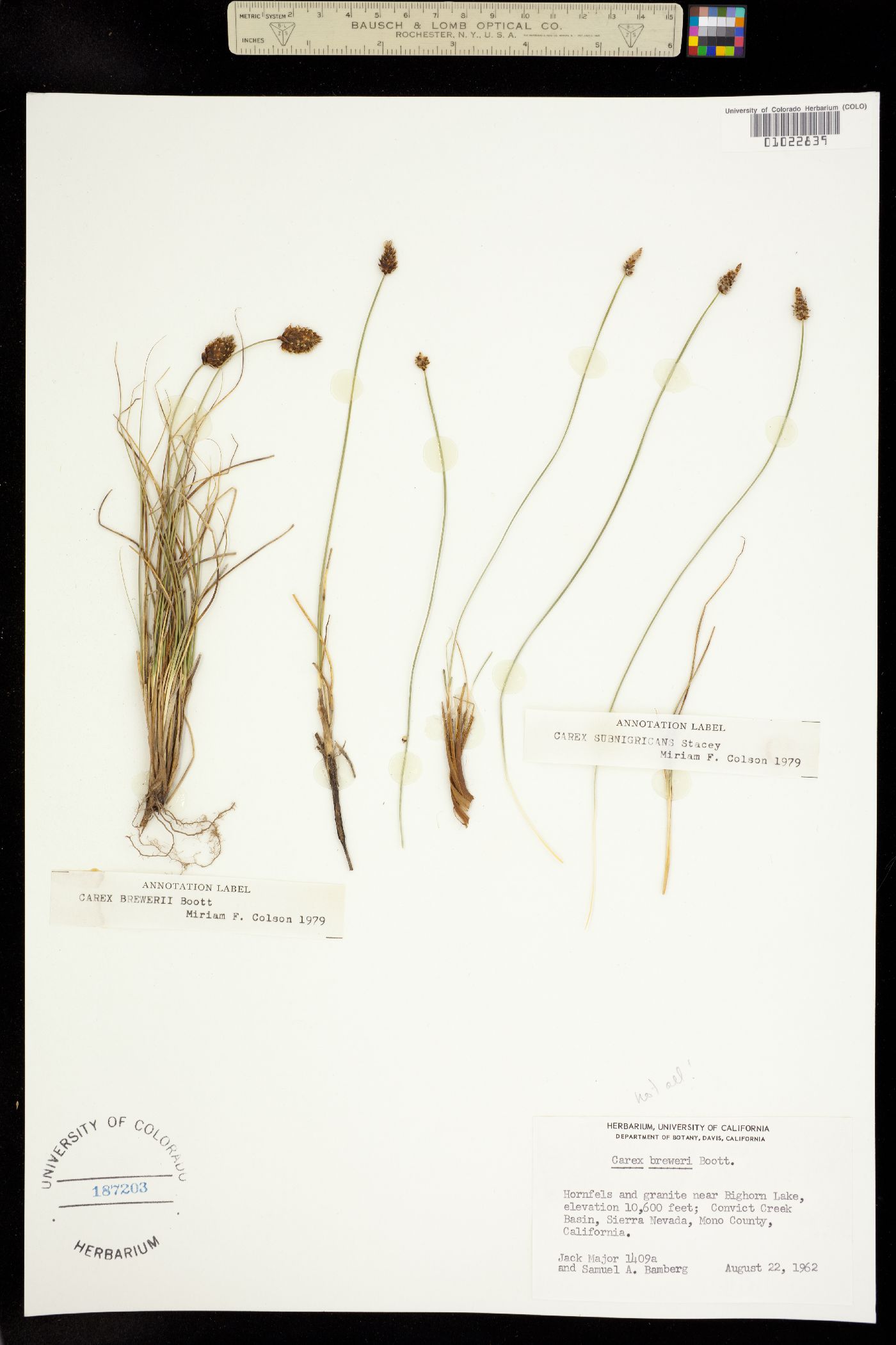 Carex breweri image