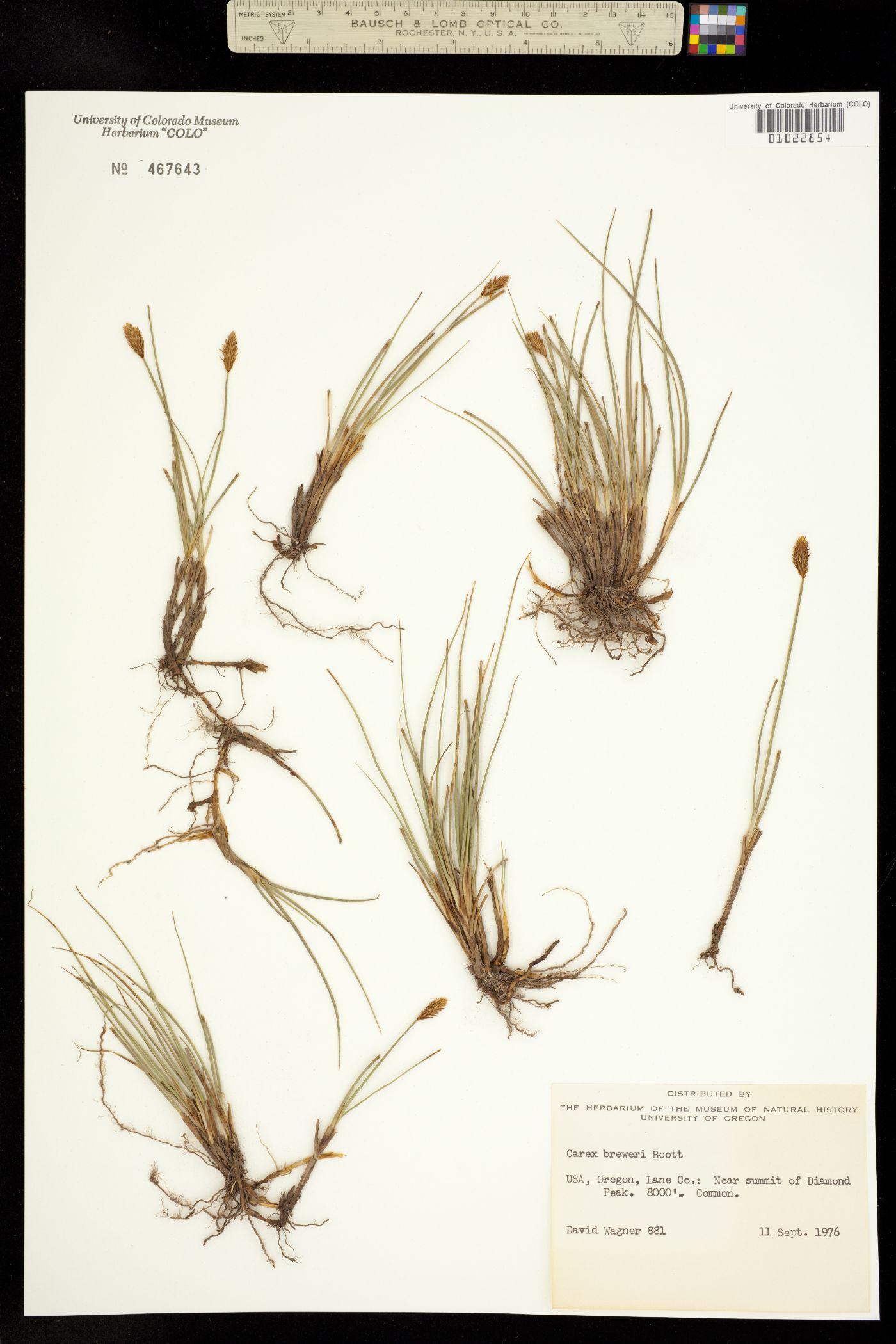 Carex breweri image