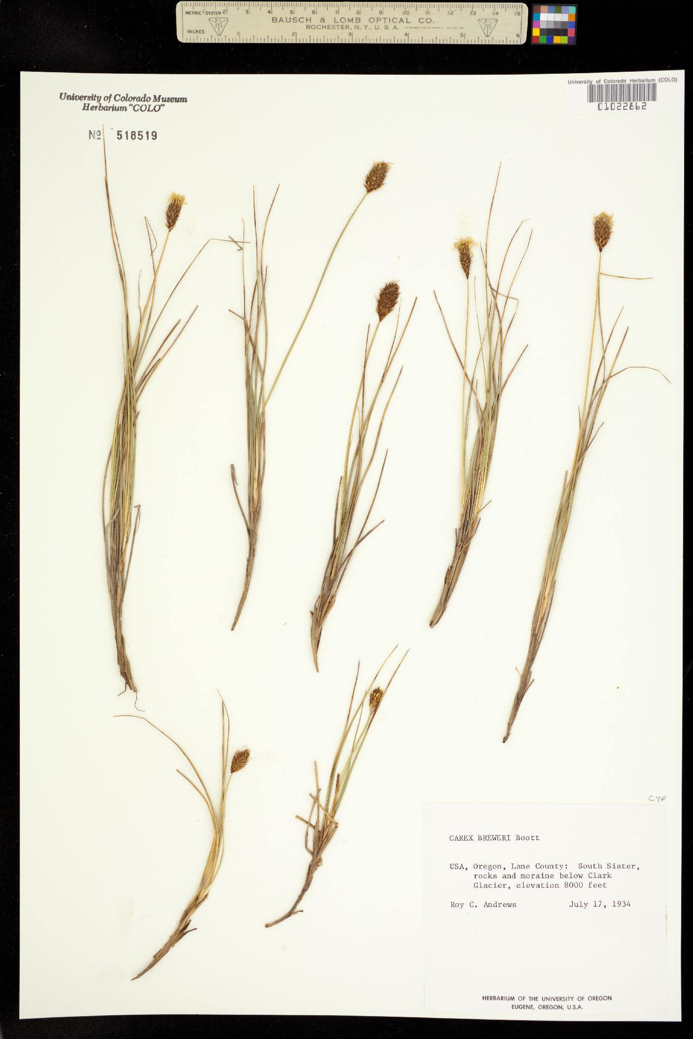 Carex breweri image