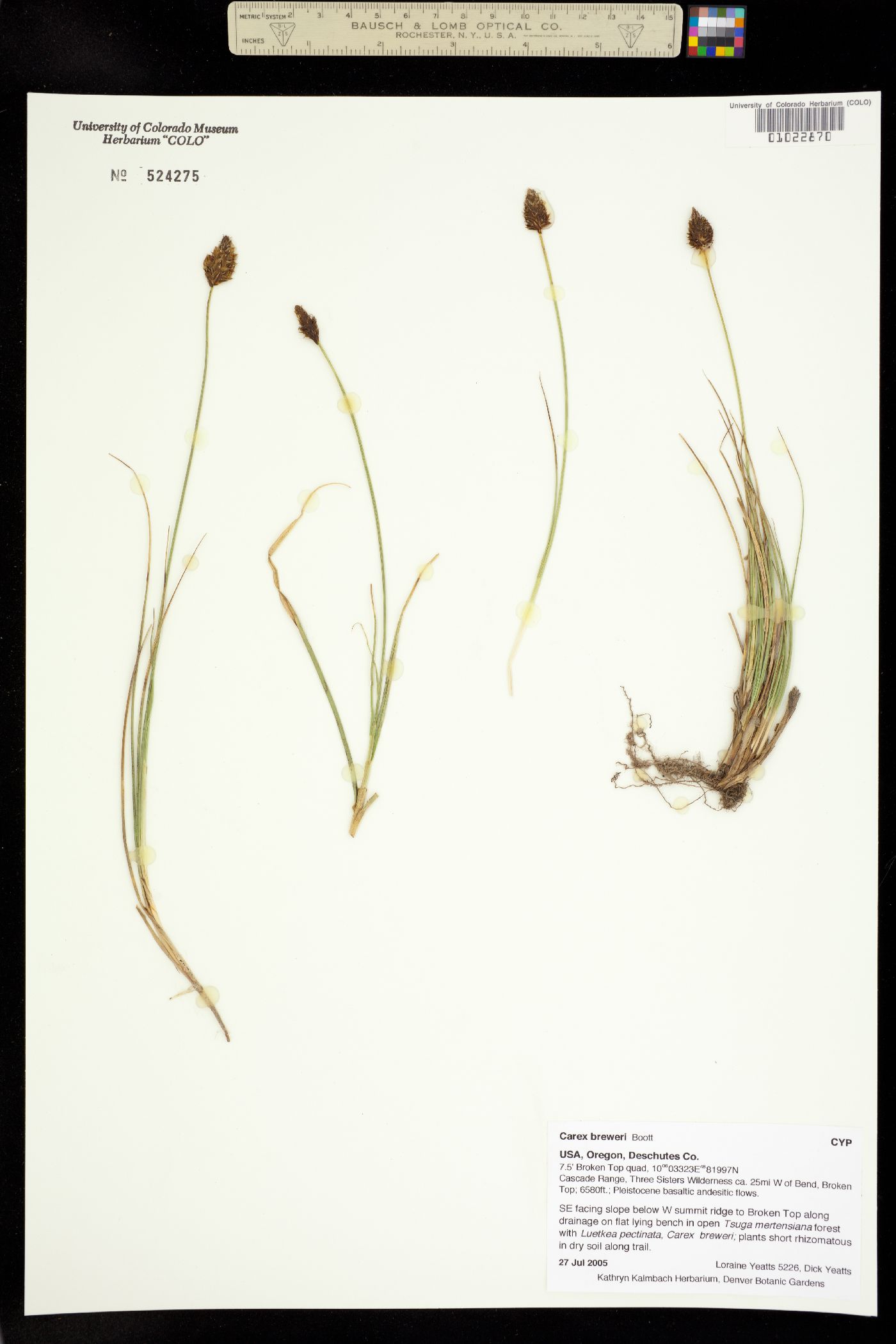 Carex breweri image