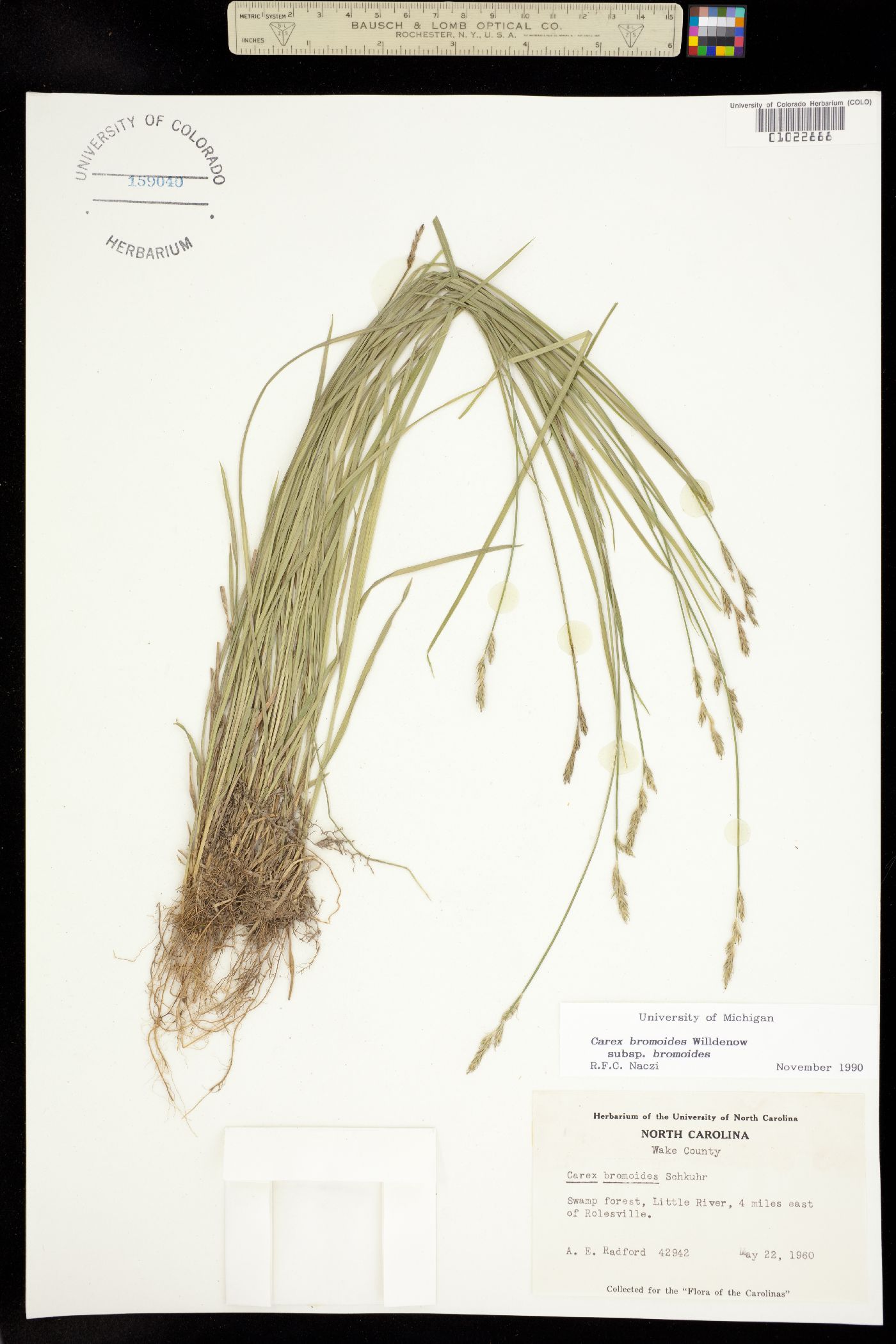 Carex bromoides image