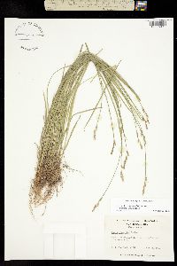 Image of Carex bromoides
