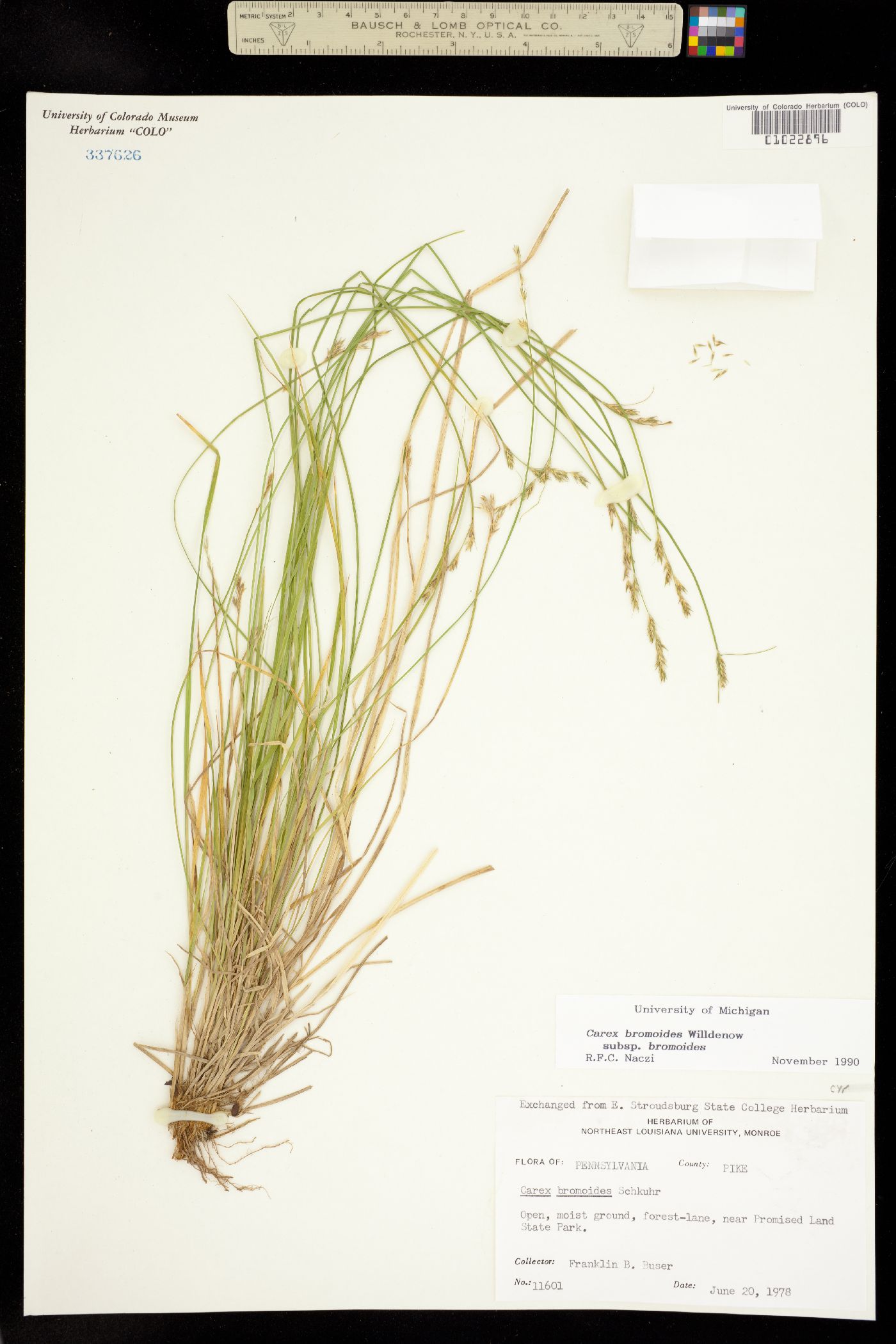 Carex bromoides image