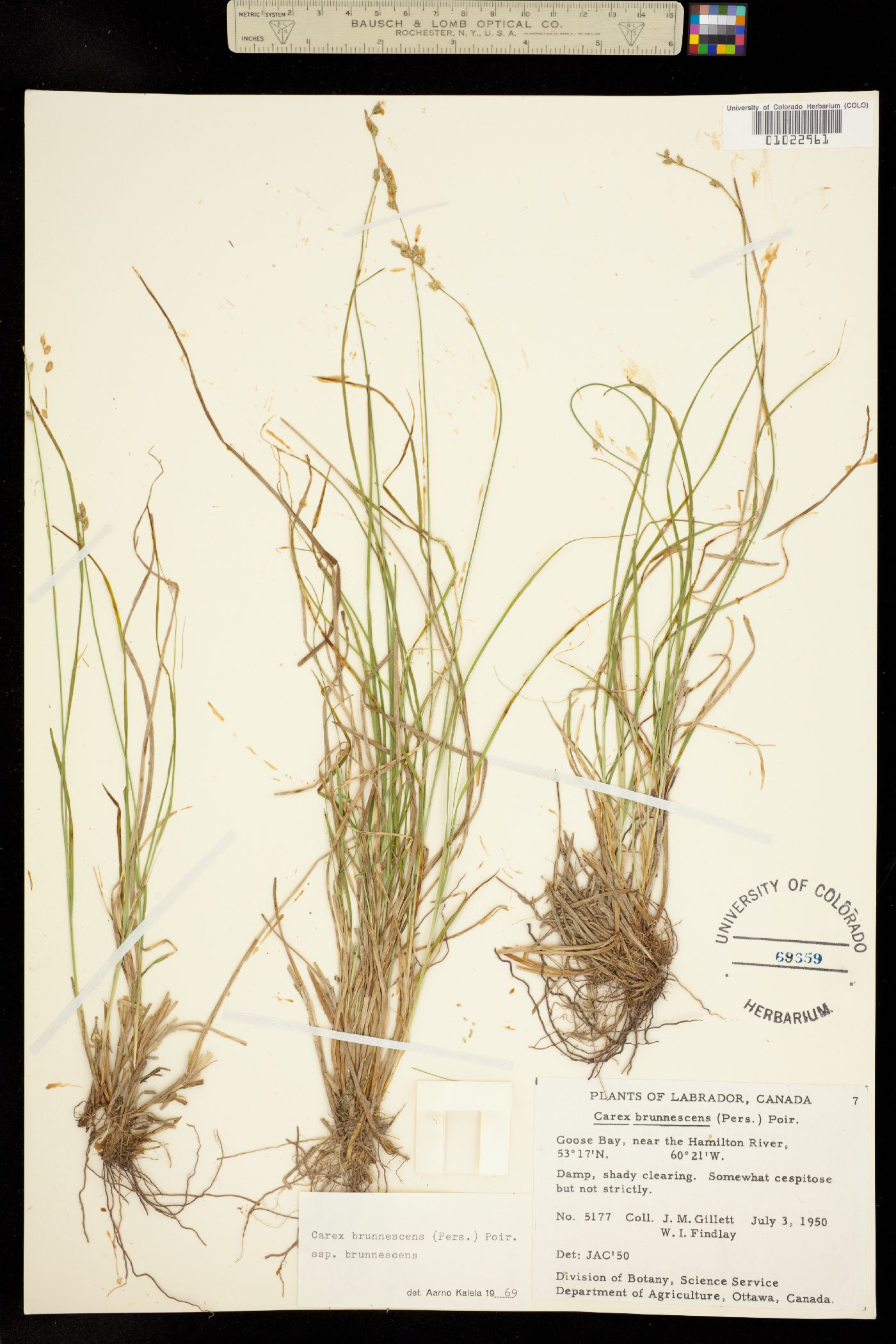 Carex brunnescens image