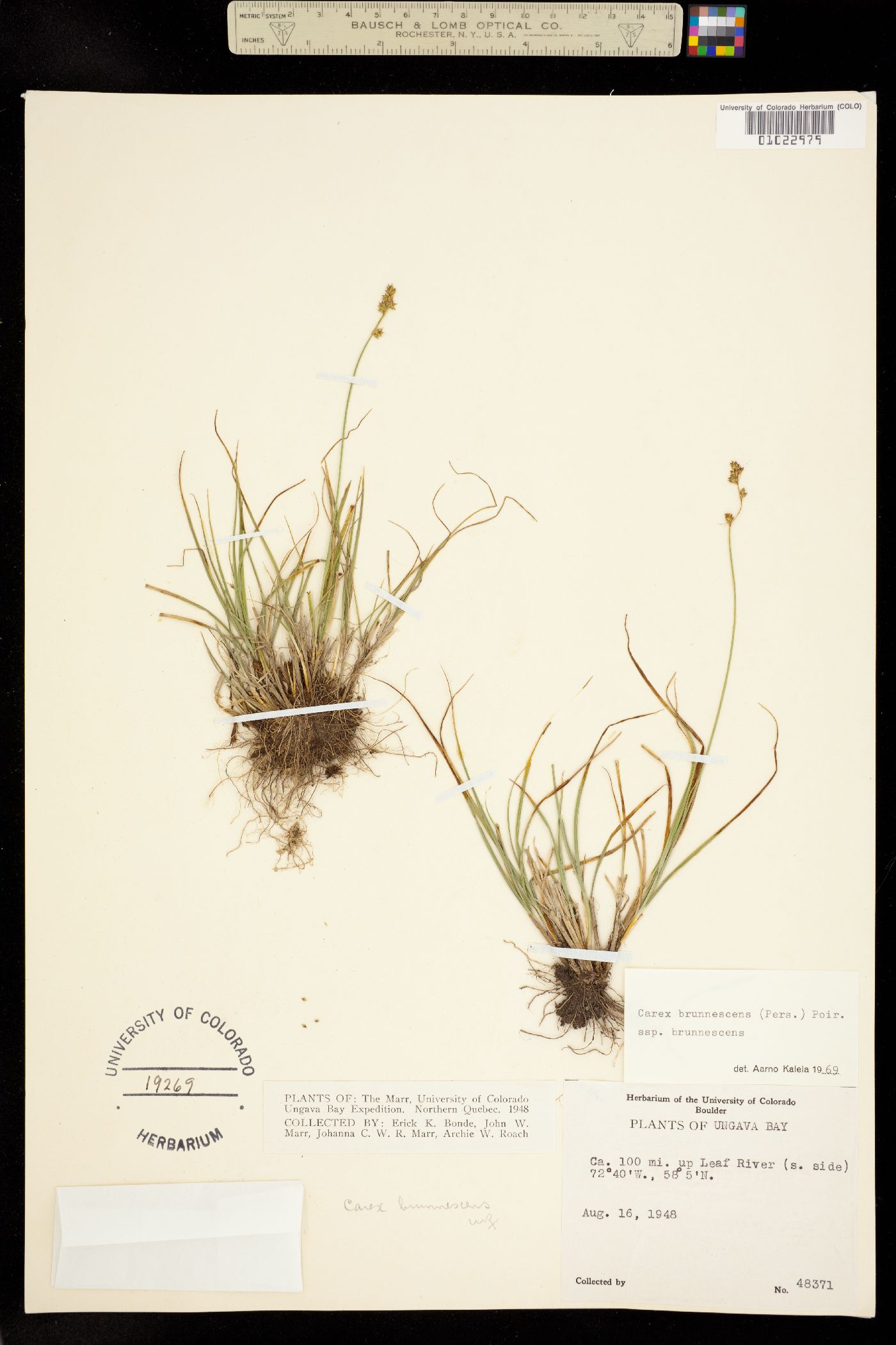 Carex brunnescens image