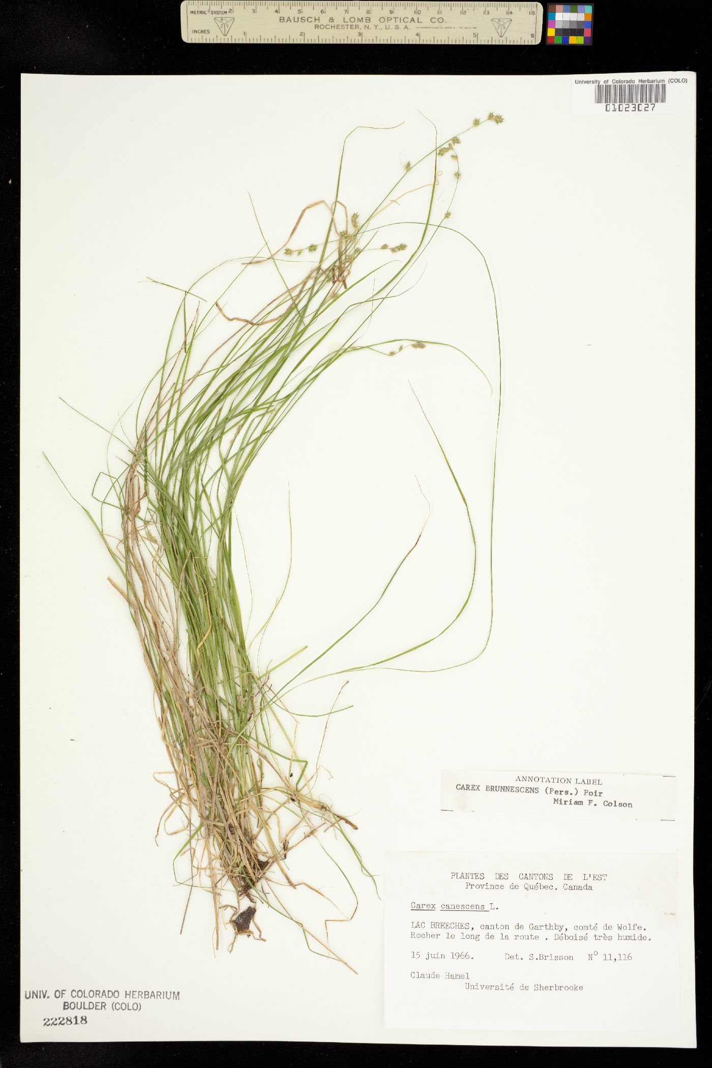 Carex brunnescens image