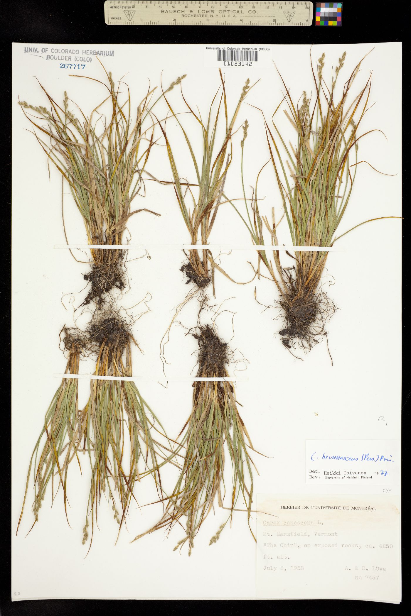 Carex brunnescens image