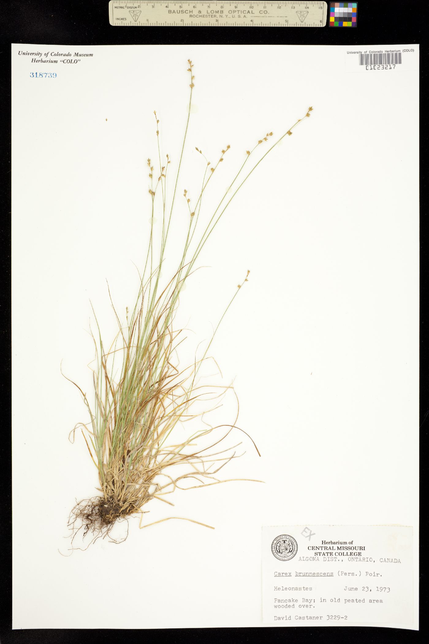 Carex brunnescens image