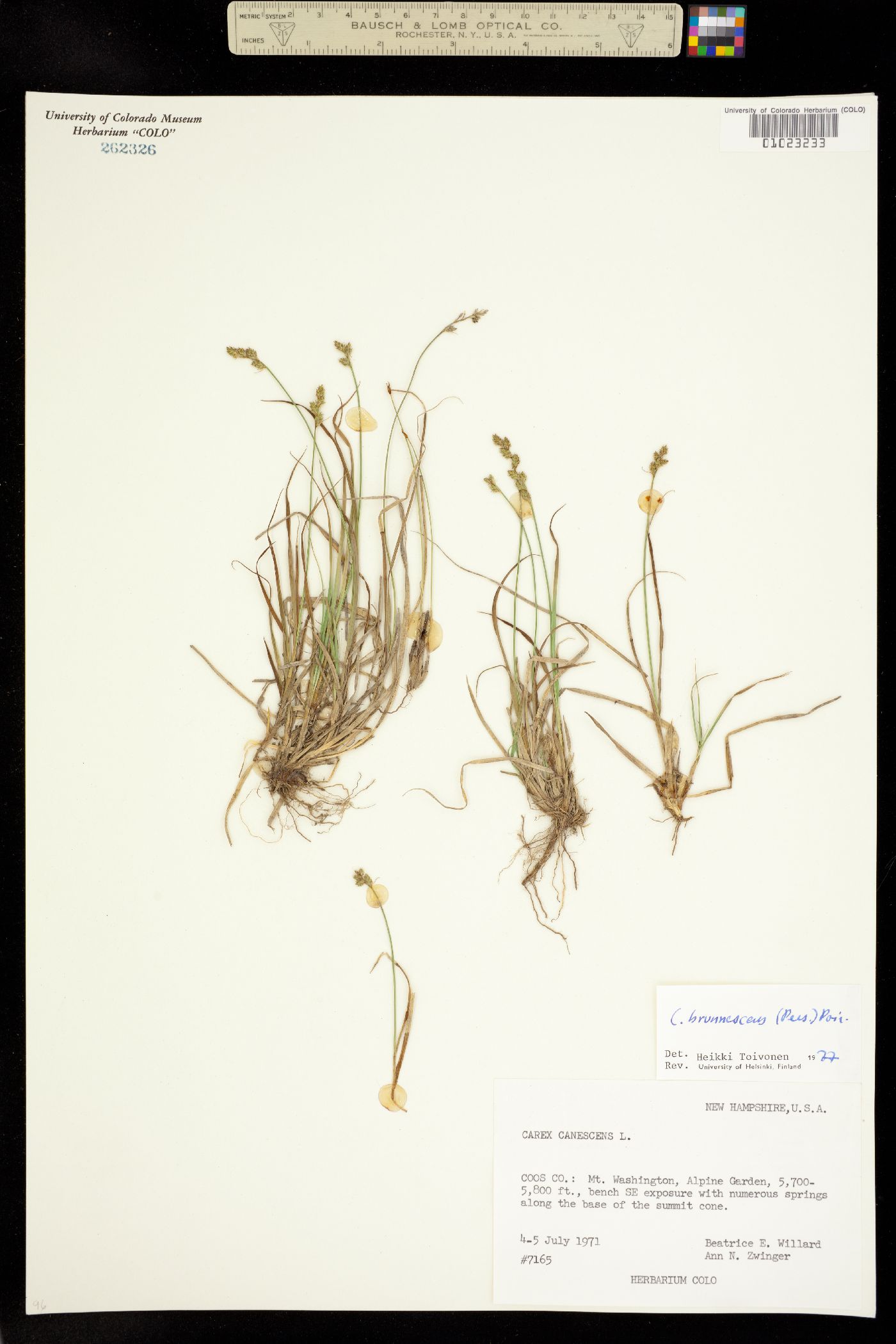 Carex brunnescens image