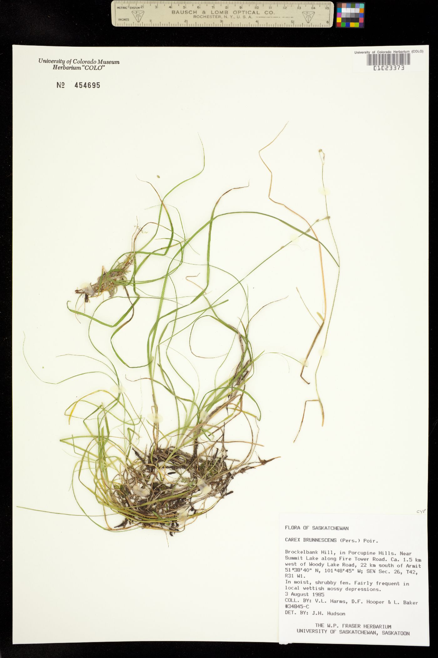 Carex brunnescens image