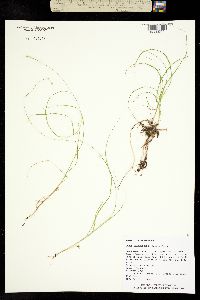 Carex brunnescens image
