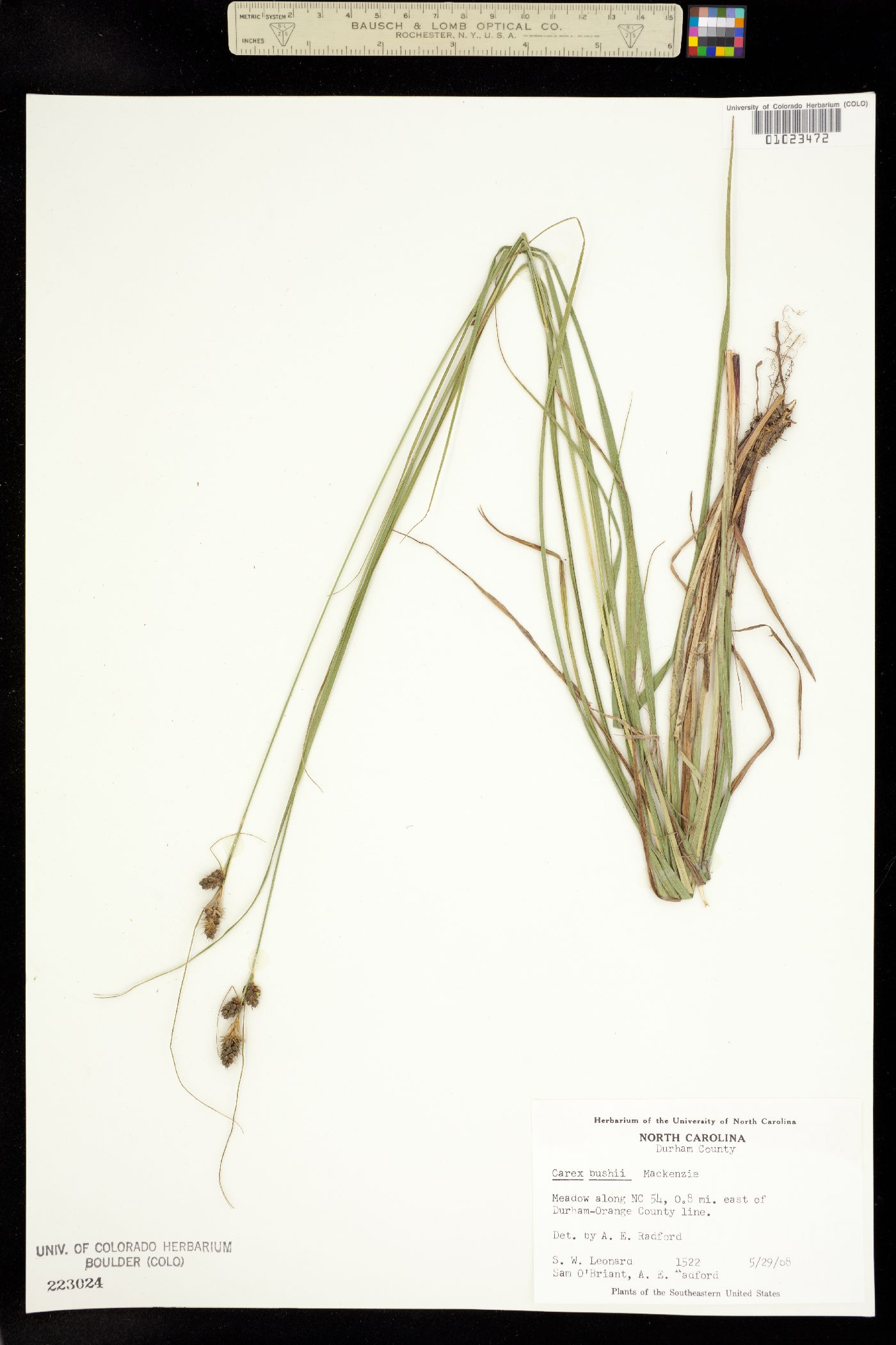 Carex bushii image