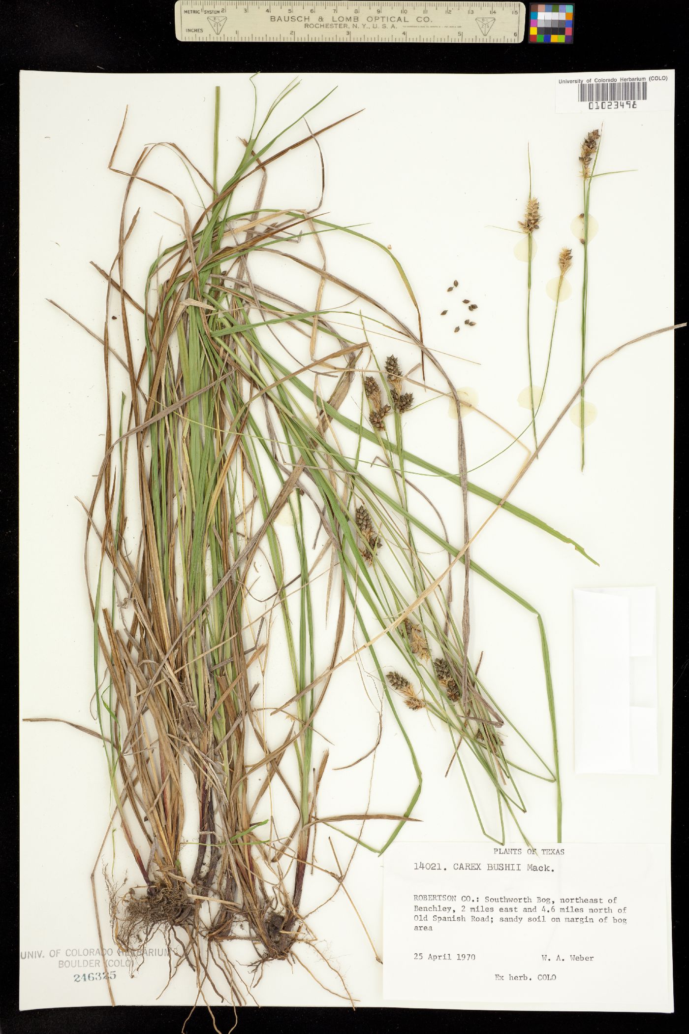 Carex bushii image