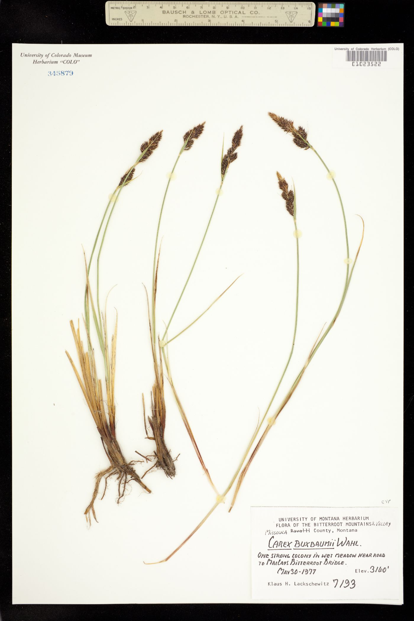 Carex buxbaumii image