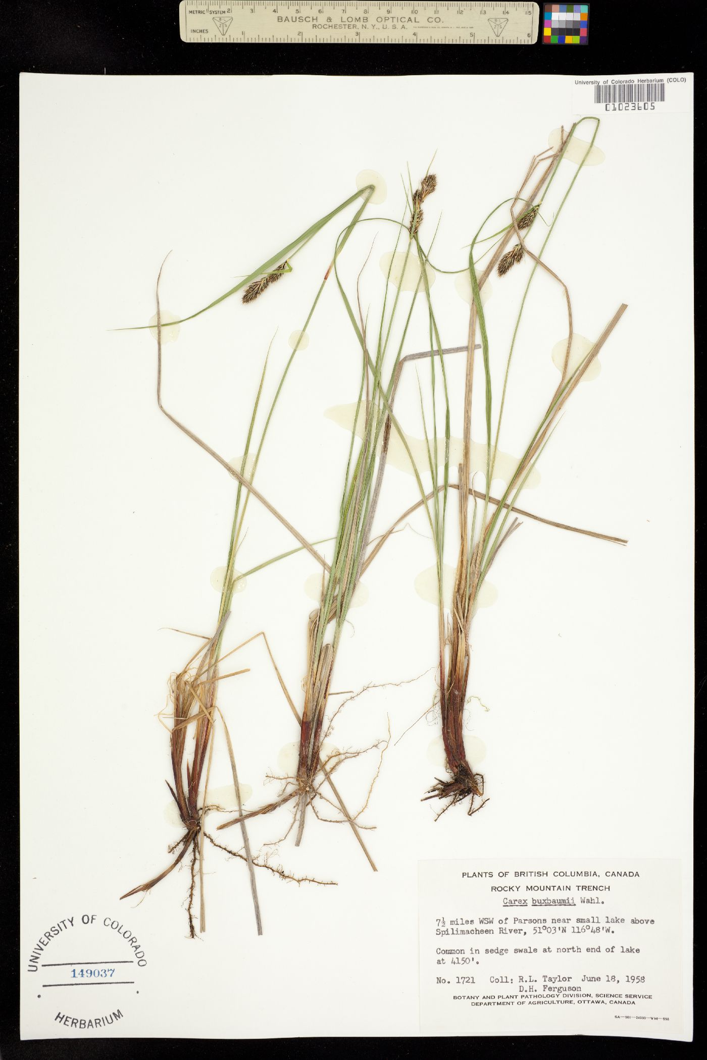 Carex buxbaumii image