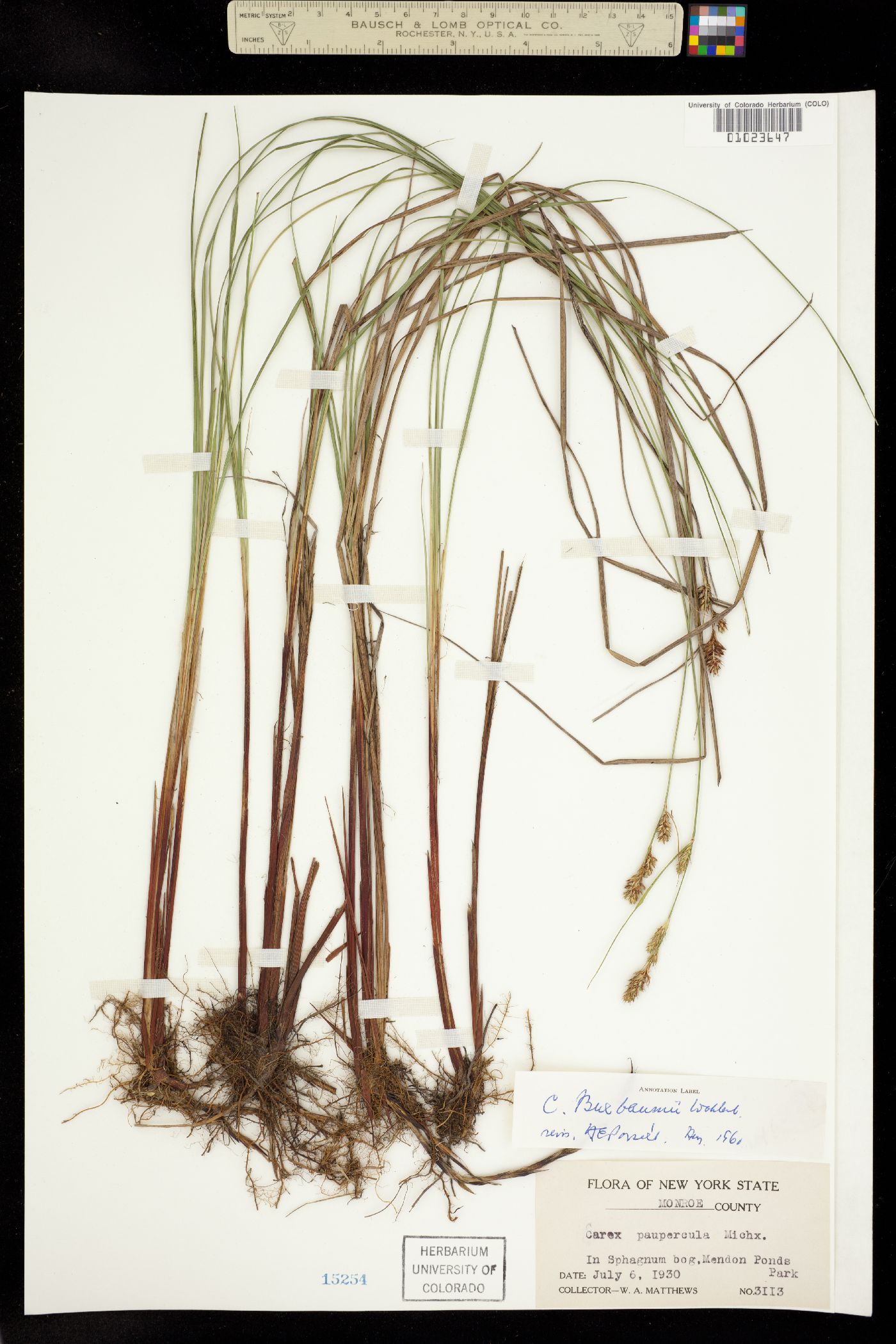 Carex buxbaumii image
