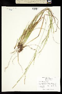 Image of Carex biltmoreana