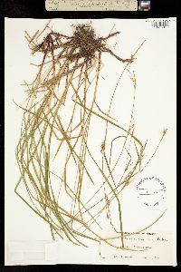 Image of Carex californica