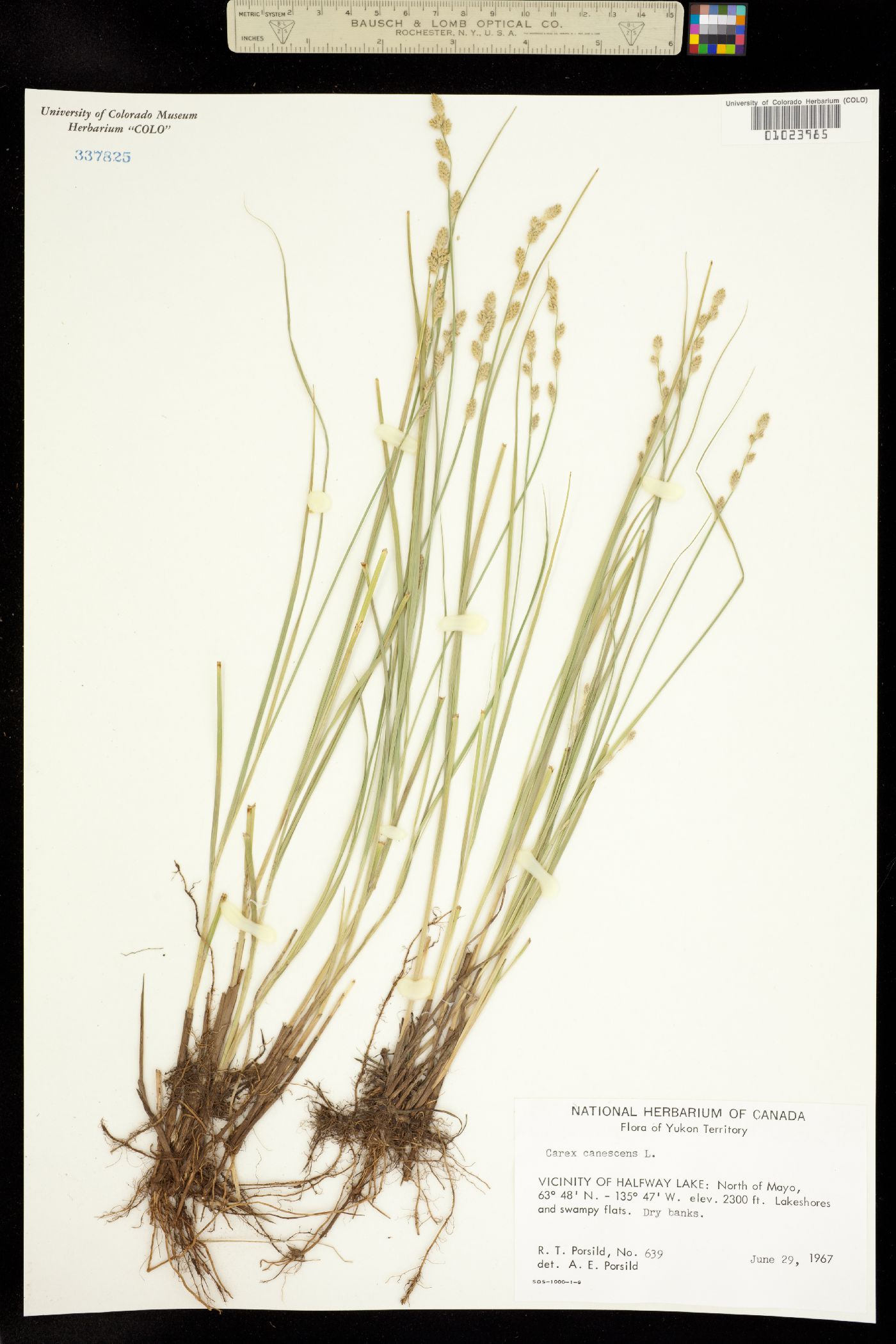 Carex canescens image