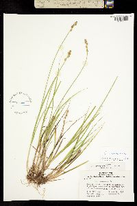 Carex canescens image