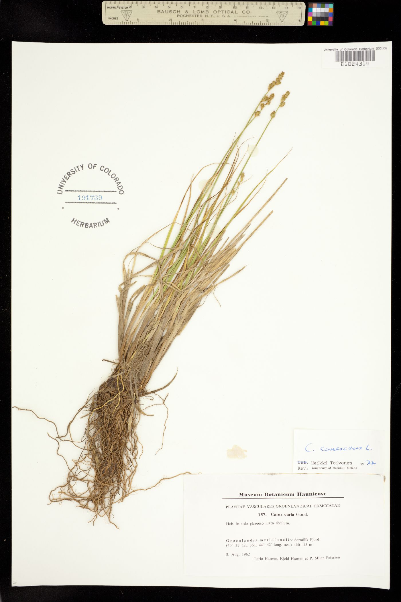 Carex canescens image