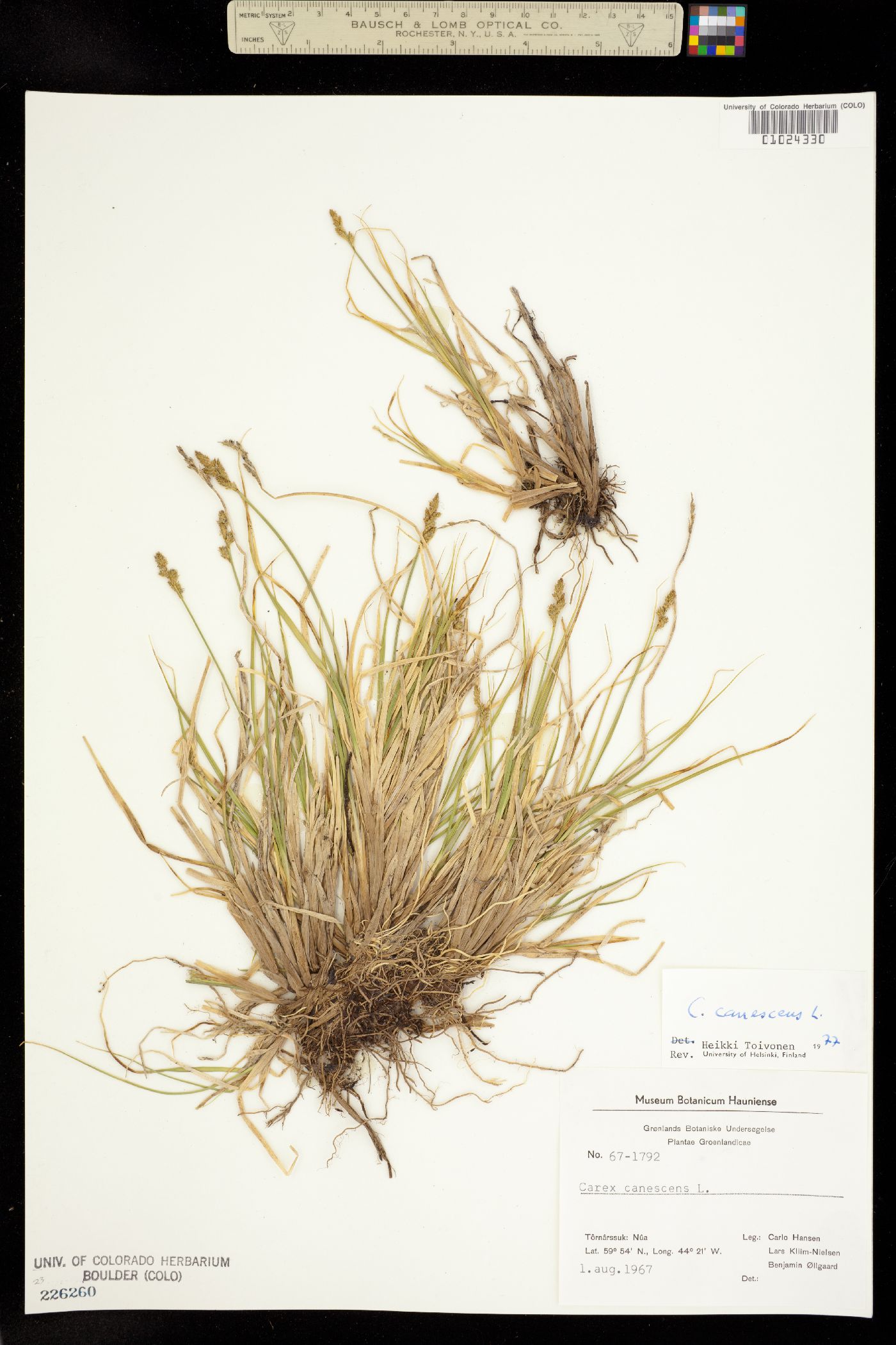 Carex canescens image