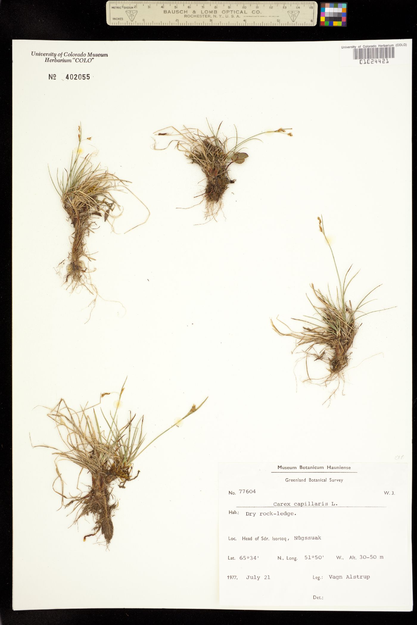 Carex capillaris image